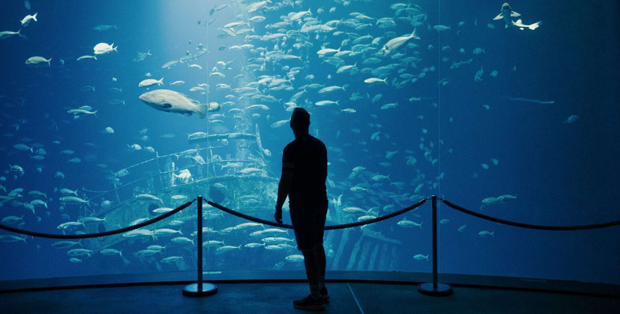 Eintauchen in ein neues Leben: Martin im Ozeaneum in Stralsund. Foto: Maximilian Gödecke.