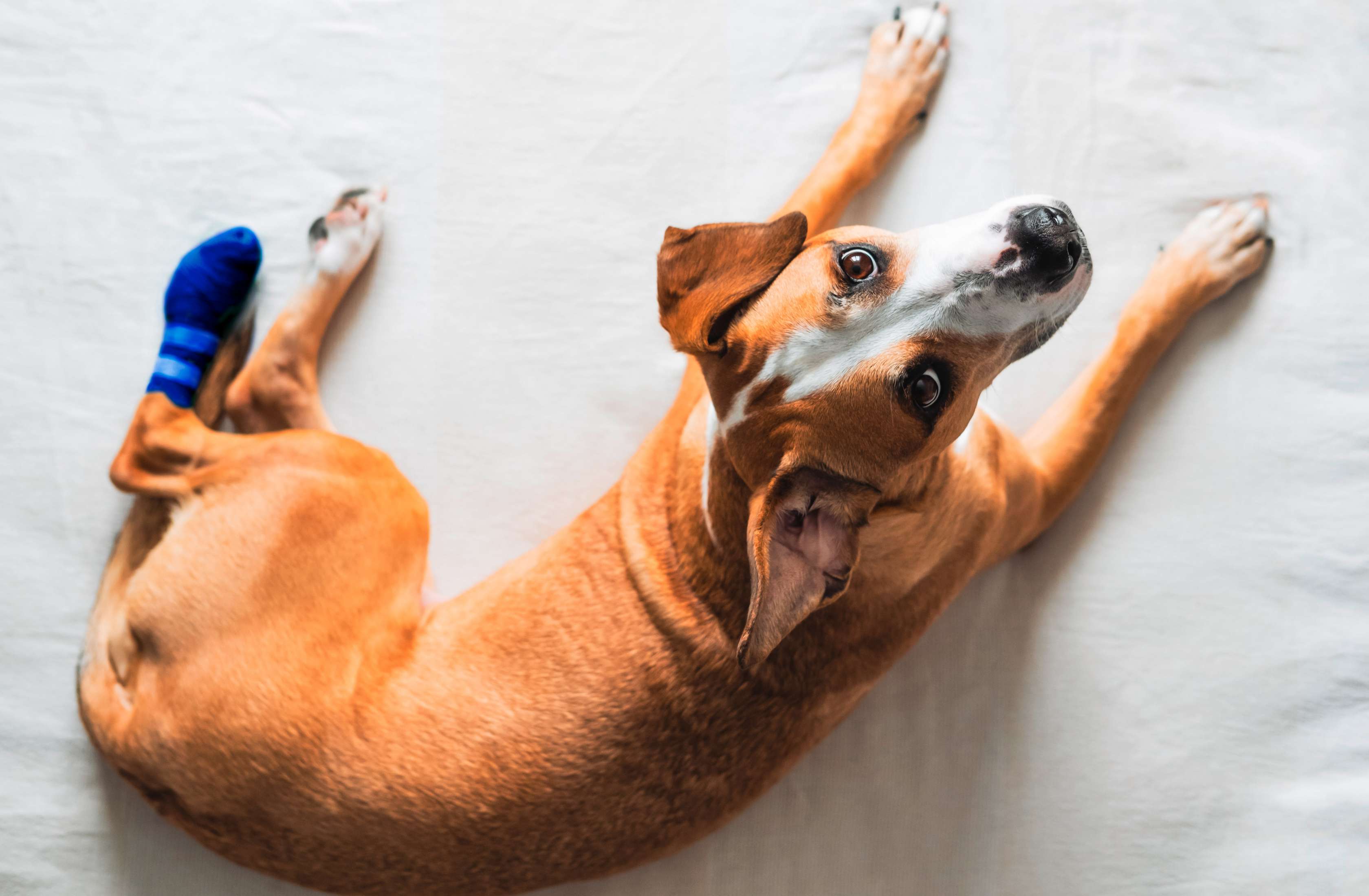 Hundekrankenversicherung: Ein hellbrauner Hund liegt mit einem Verband auf einer Decke
