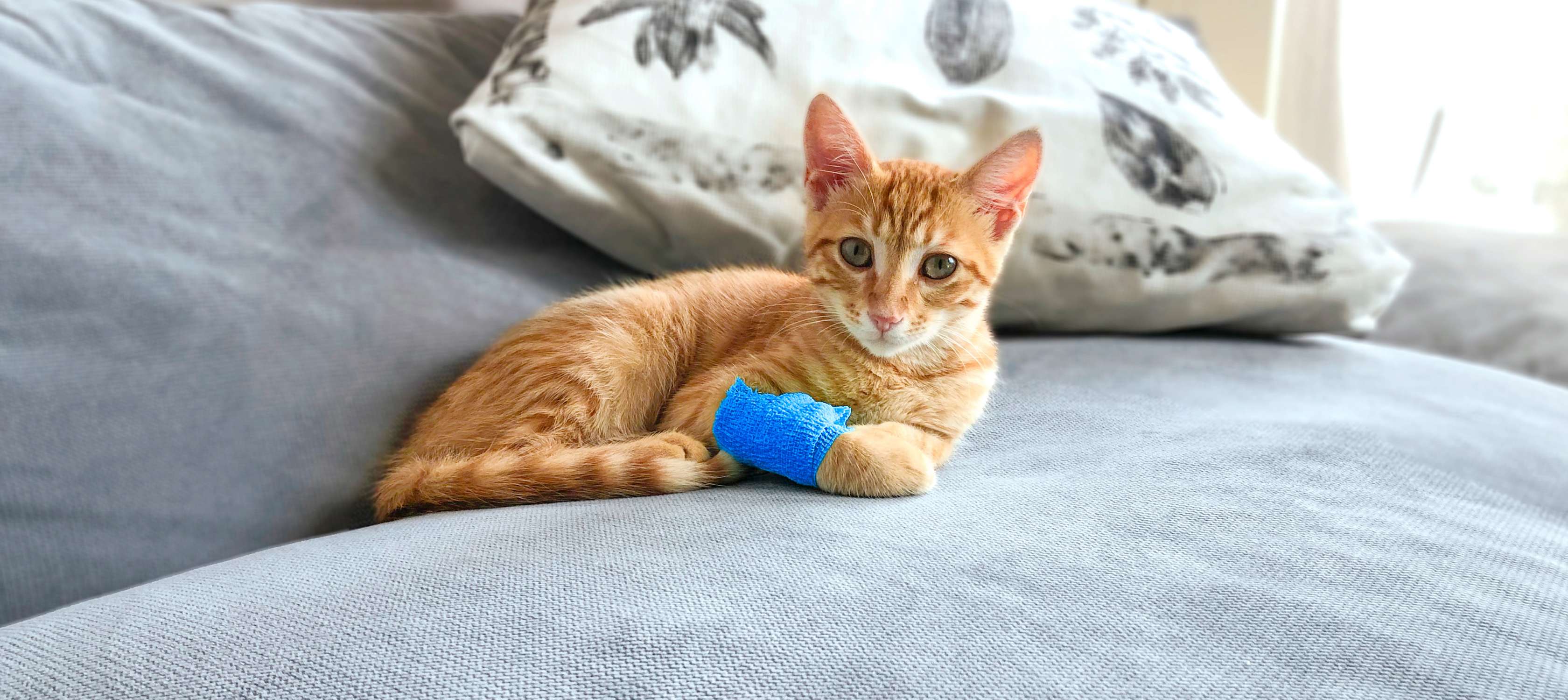 Allianz Katzenkrankenversicherung: Eine orange- getigerte Katze liegt mit Verband am Fuß auf einem Bett
