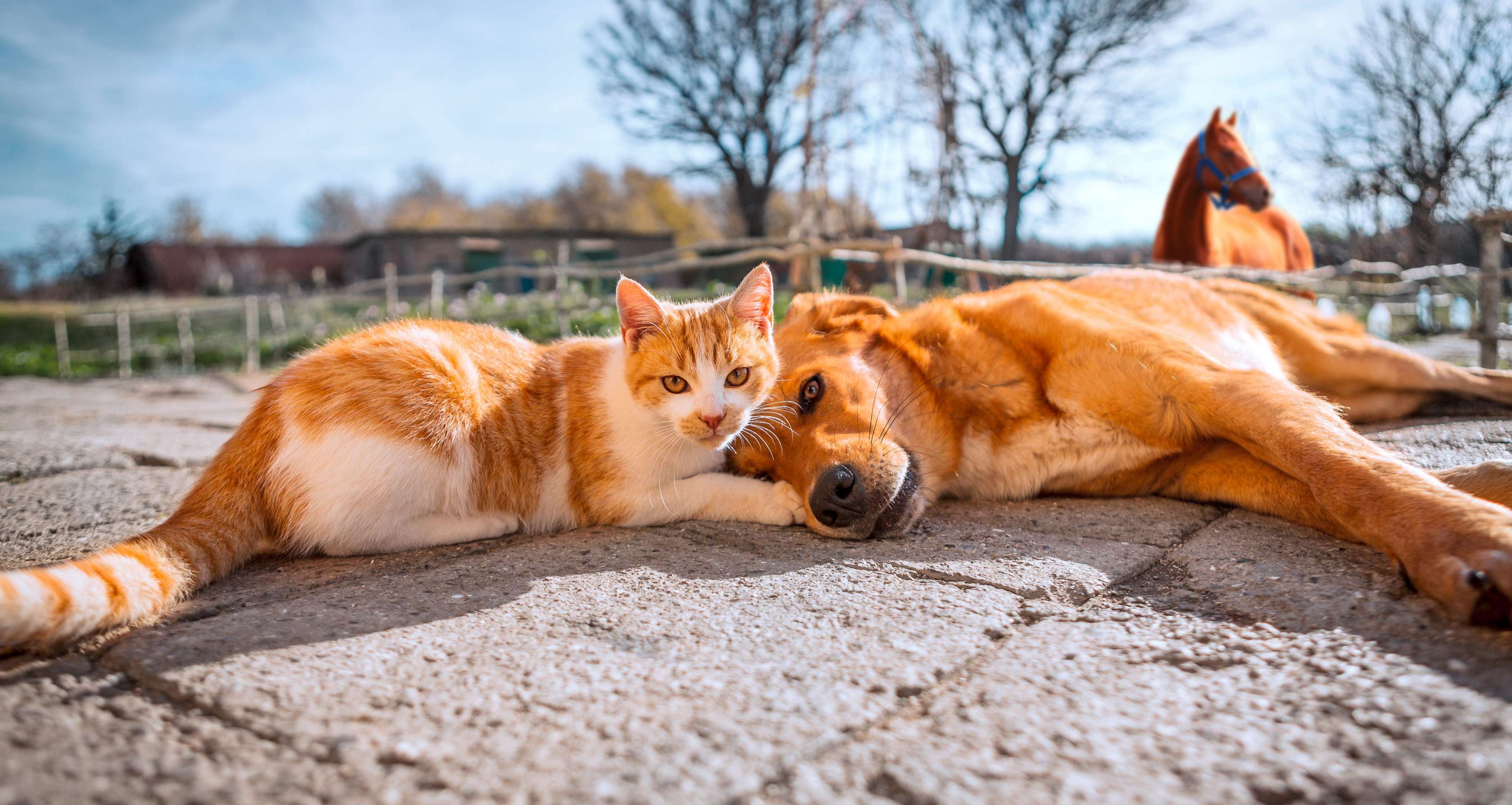 Tierkrankenversicherung: Eine Katze und ein Hund liegen zusammen auf dem Boden