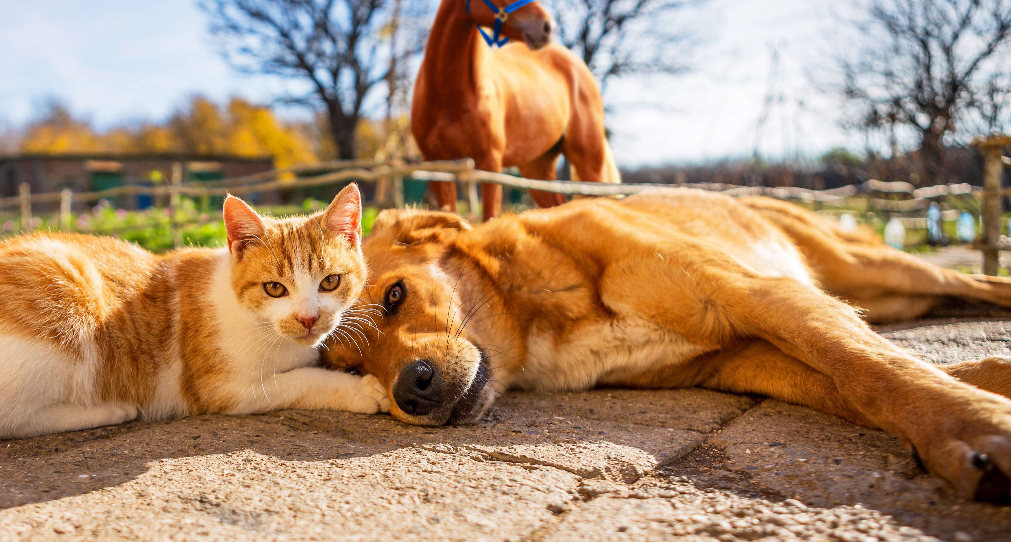 Allianz Tierkrankenversicherung: Ein Hund und eine Katze liegen nebeneinander auf dem Boden