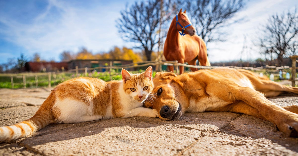 Tierkrankenversicherung: Eine Katze und ein Hund liegen zusammen auf dem Boden