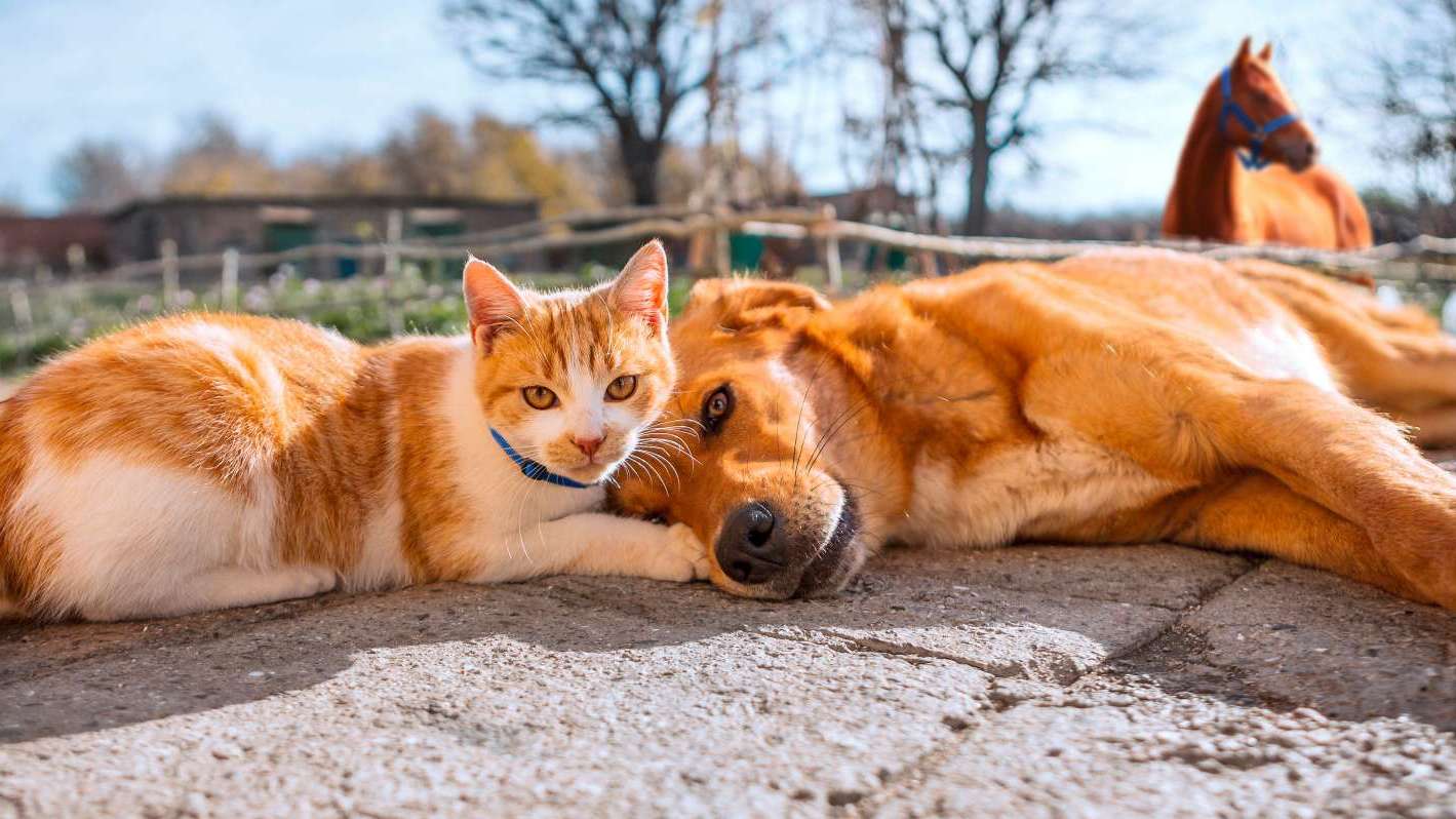 Allianz - Tierhalter-Haftpflichtversicherung: Eine Katze und ein Hund liegen zusammen auf dem Boden. Im Hintergrund ist ein Pferd zu sehen. 