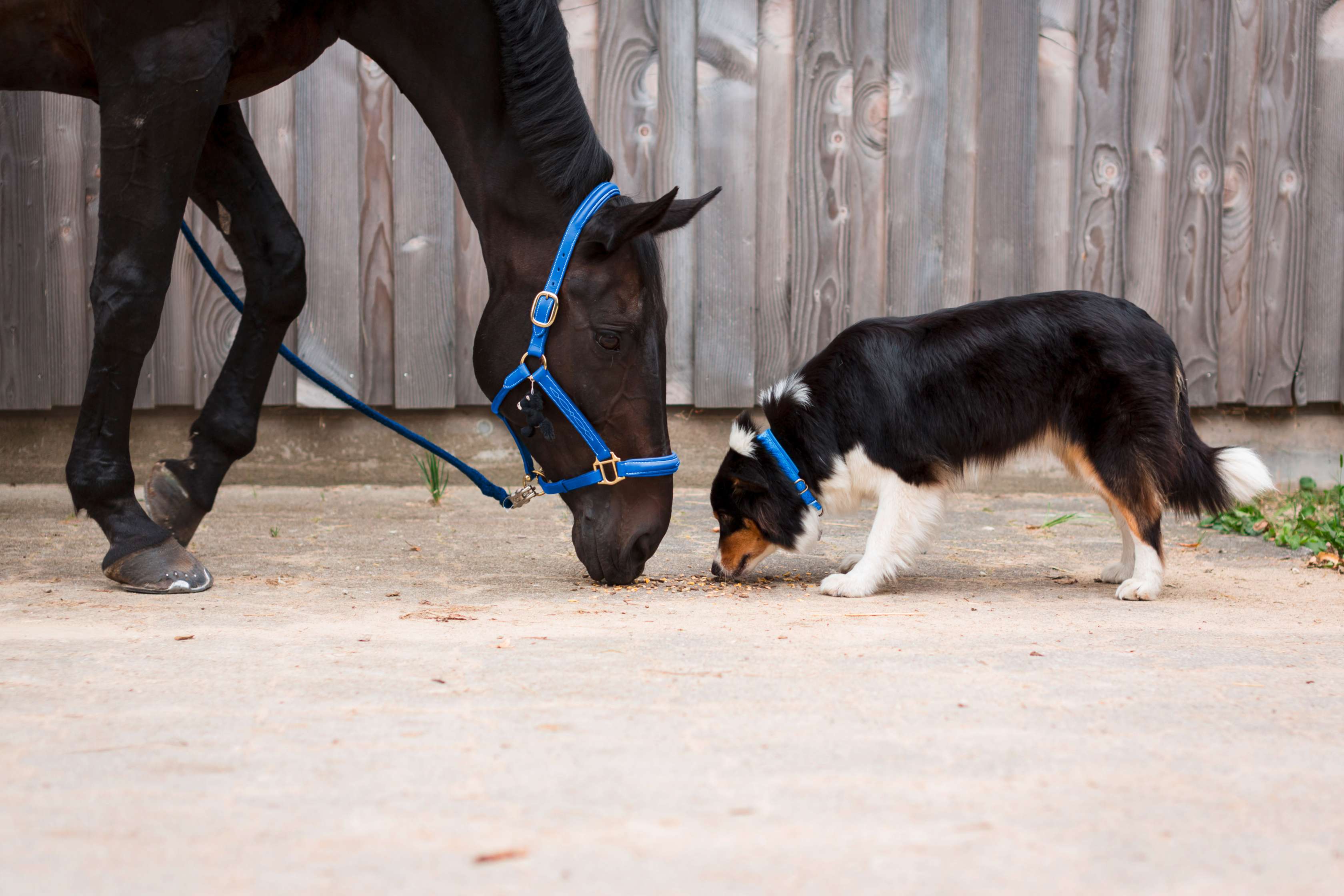Tierhalterhaftpflicht: Pferd und Hund beschnuppern sich