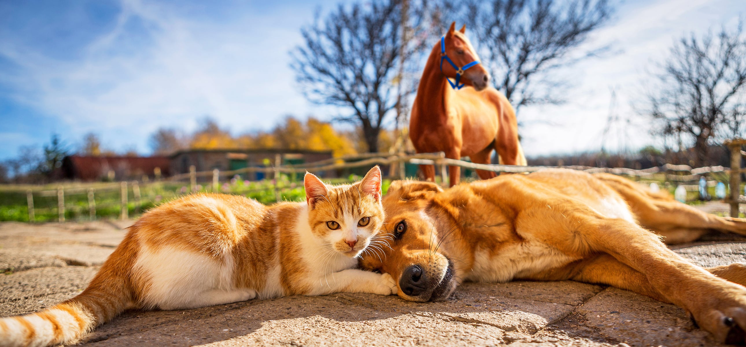 Allianz - Tierkrankenversicherung: Eine Katze und ein Hund liegen zusammen auf dem Boden. Im Hintergrund ist ein Pferd zu sehen. 