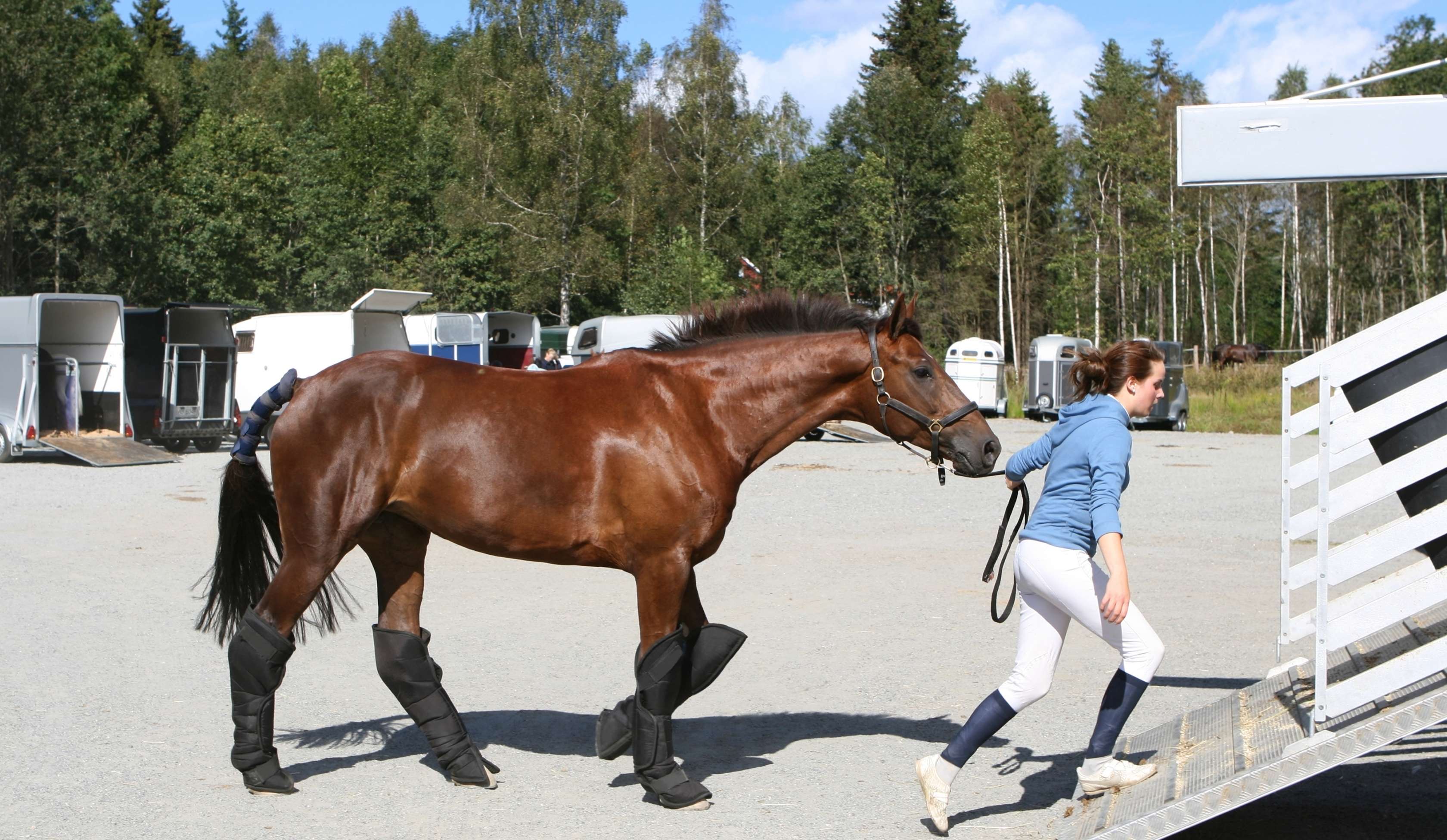 Pferdeanhänger Versicherung: Reiterin führt Pferd in Pferdeanhänger
