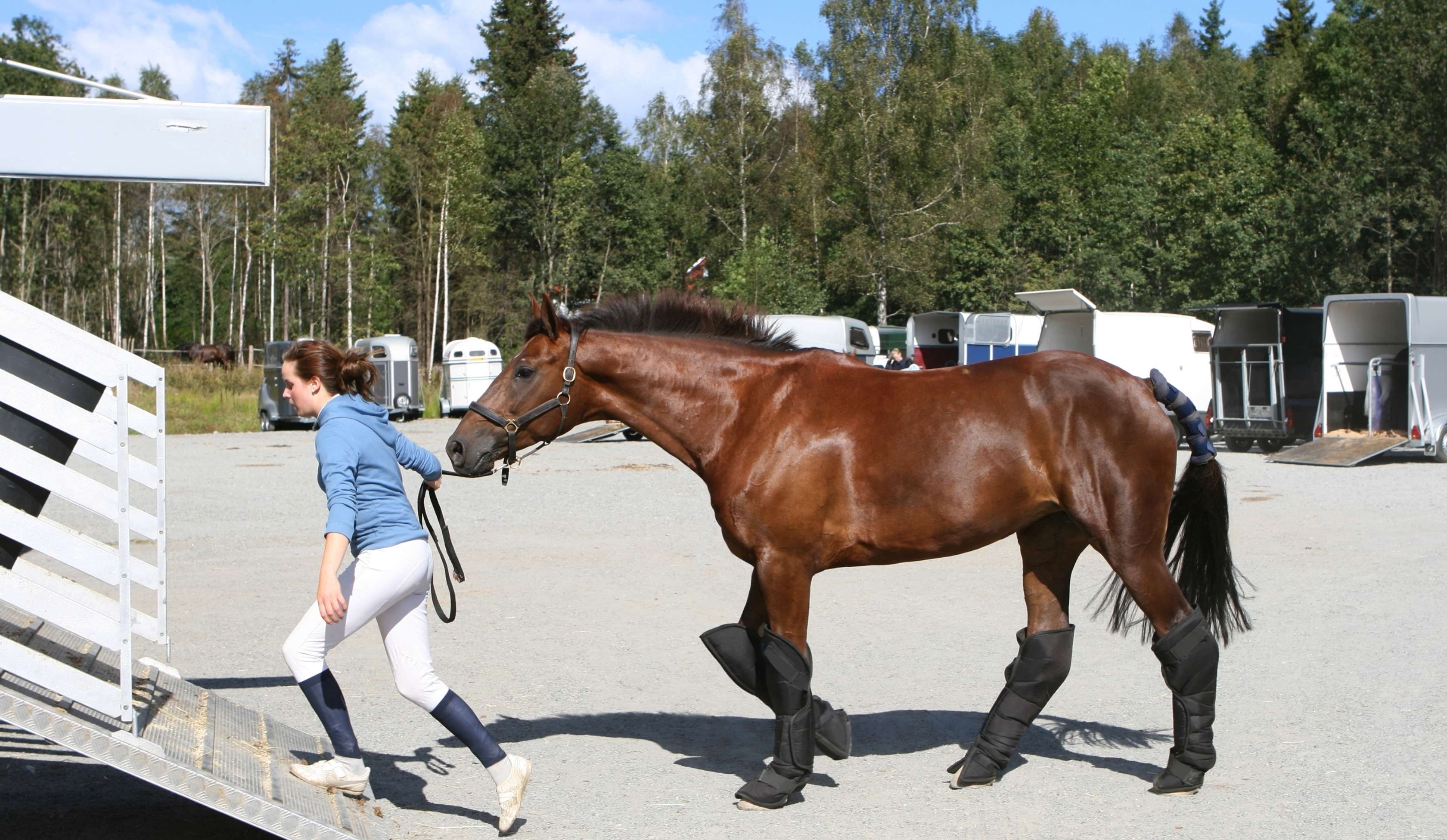 Pferdeanhänger Versicherung: Reiterin führt Pferd in Pferdeanhänger