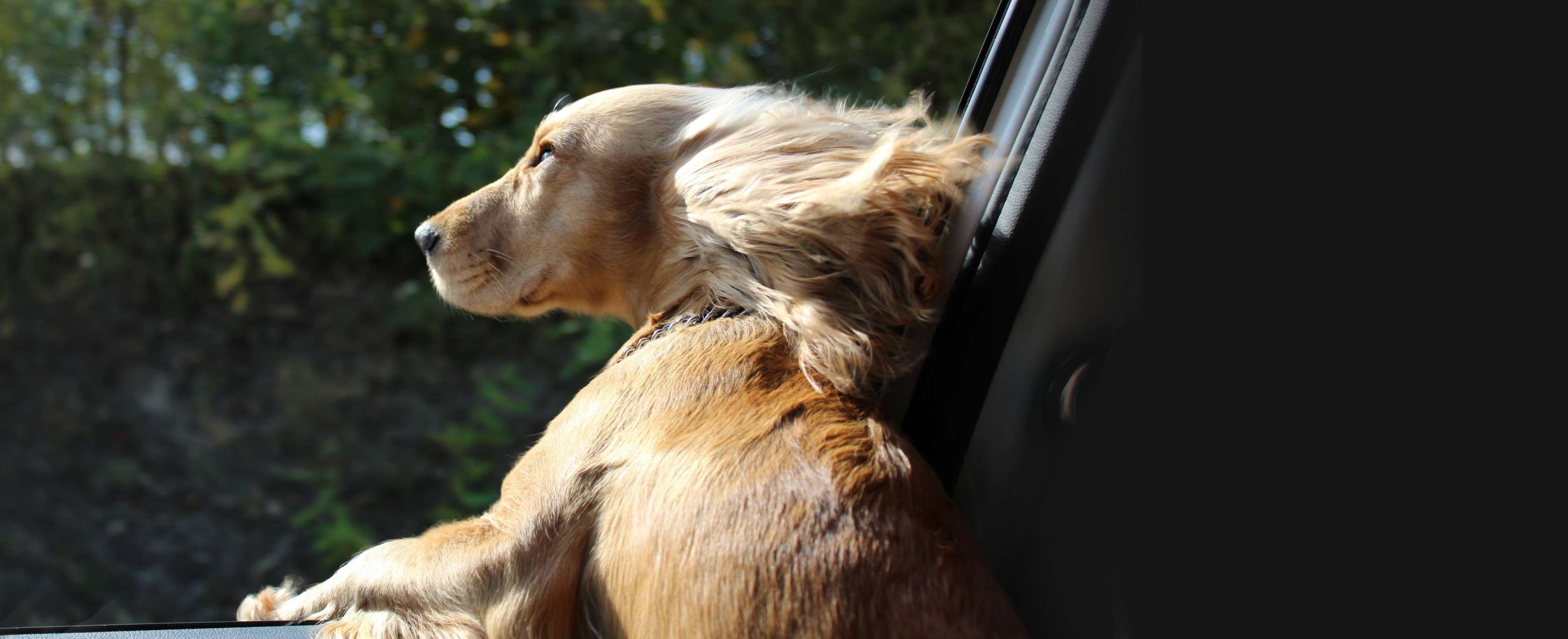 Wissenswertes zum Autofahren: Ein Dackel schaut während der Fahrt auf einem Autofenster
