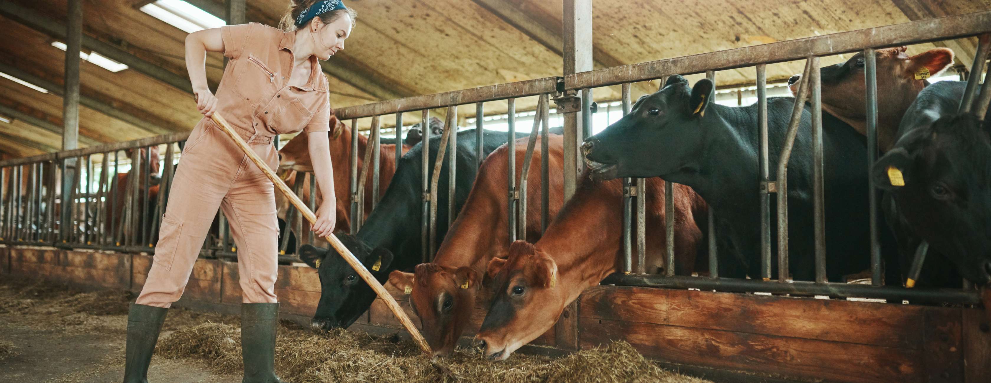 Landwirtin gibt Kühen im Stall Futter