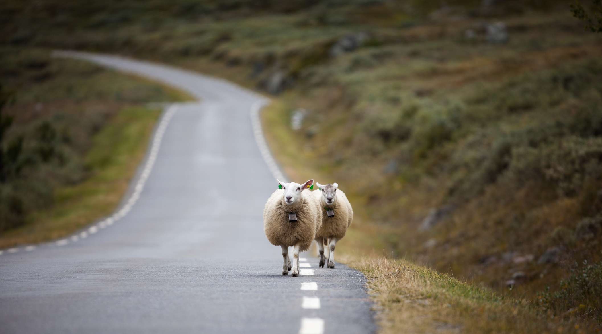 Allianz - Landwirtschaftliche Betriebshaftversicherung: 2 Schafe laufen auf einer Straße entlang