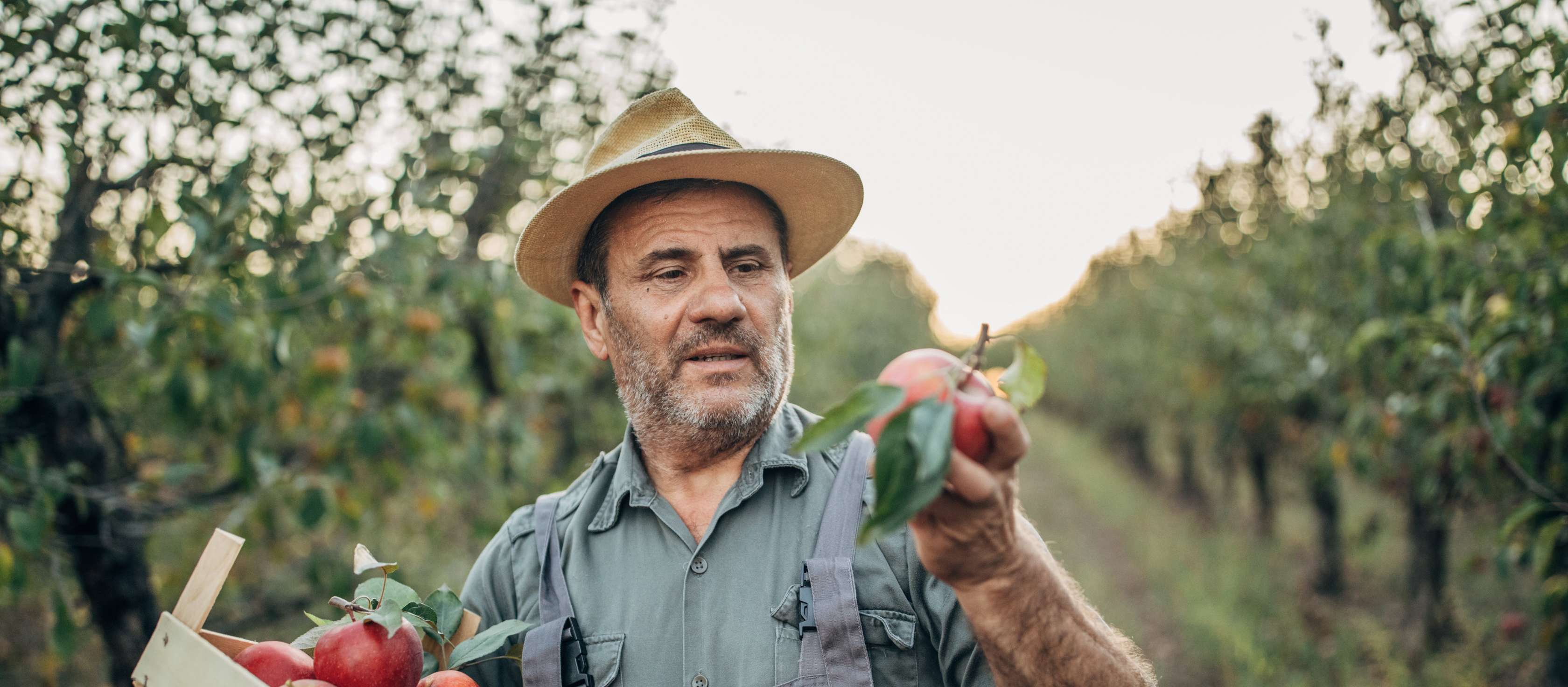 Ein Landwirt schaut auf einen Apfel in der Hand