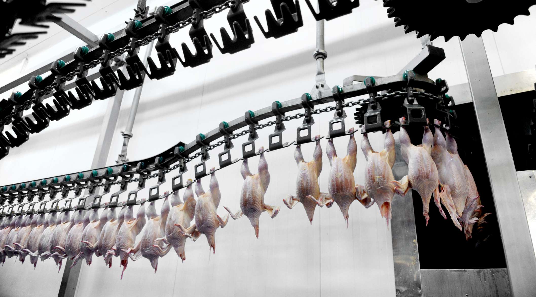 Allianz - Strafrechtsschutzversicherung: Fleischfabrik von innen, gerupfte Hühner hängen am Laufband