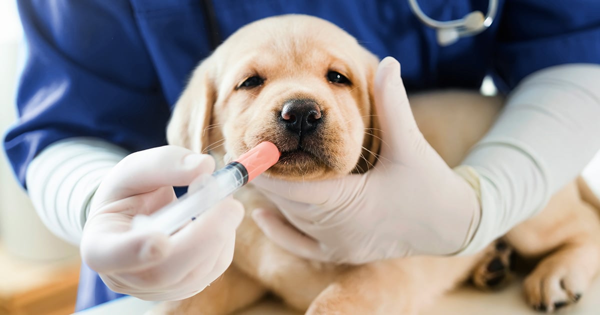 Fabelhafte Hunde Op Versicherung Nachtrglich Bilder