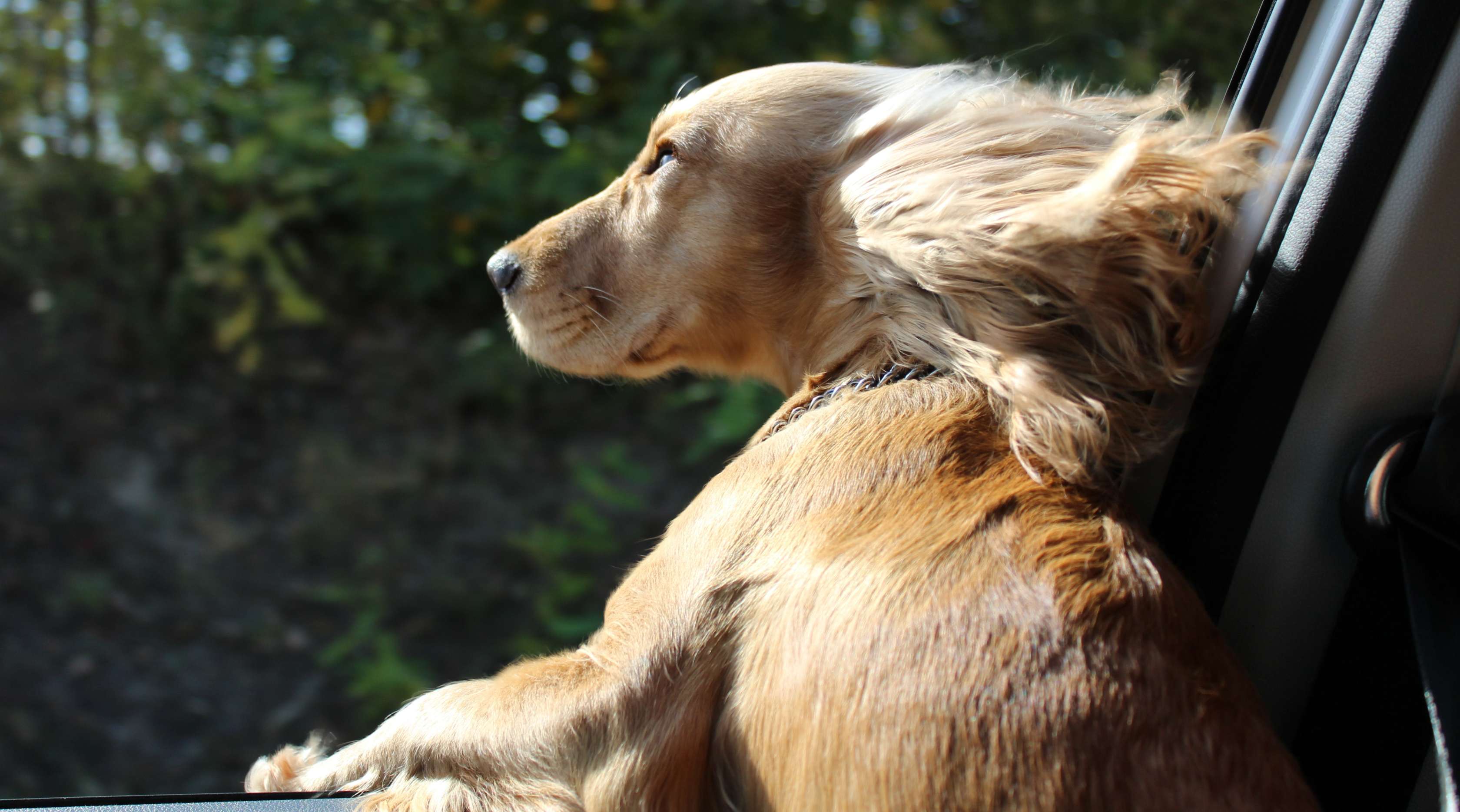 Allianz - Hund streckt Kopf aus dem Auto-Fenster 