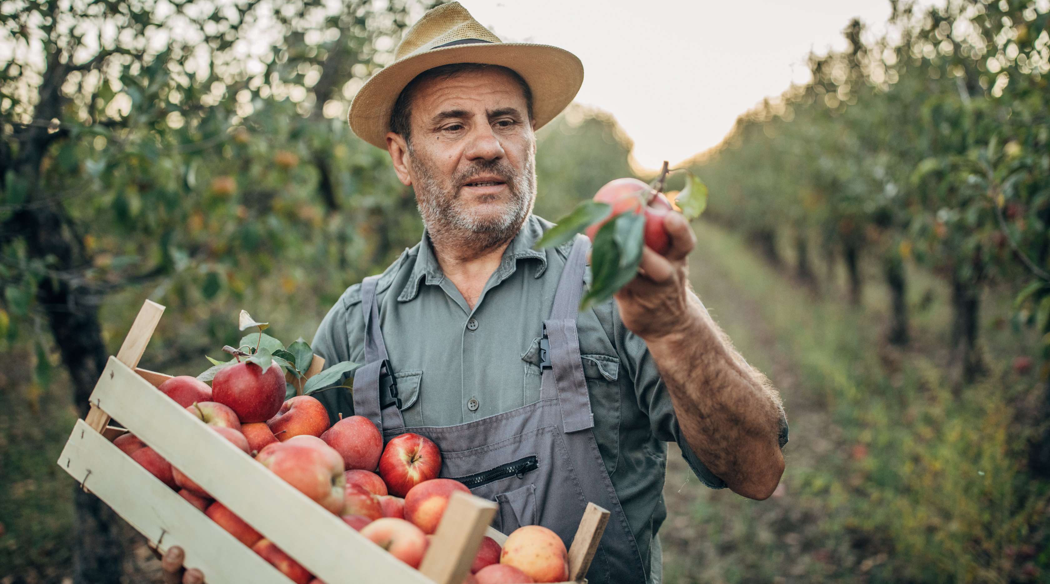 Landwirt hält eine Kiste mit Äpfeln und schaut einen Apfel genauer an