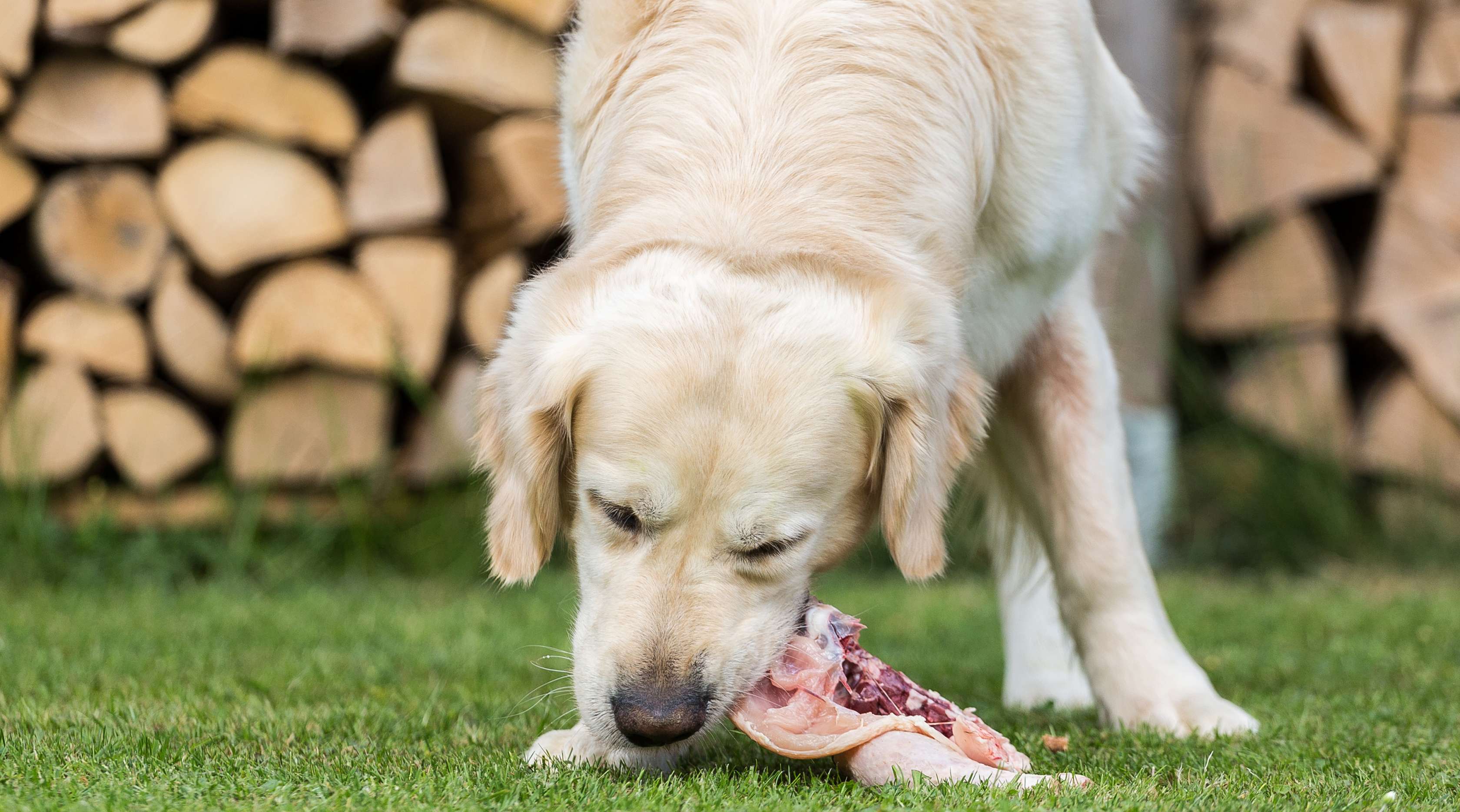 Allianz - Hund beim Barfen von rohem Fleisch