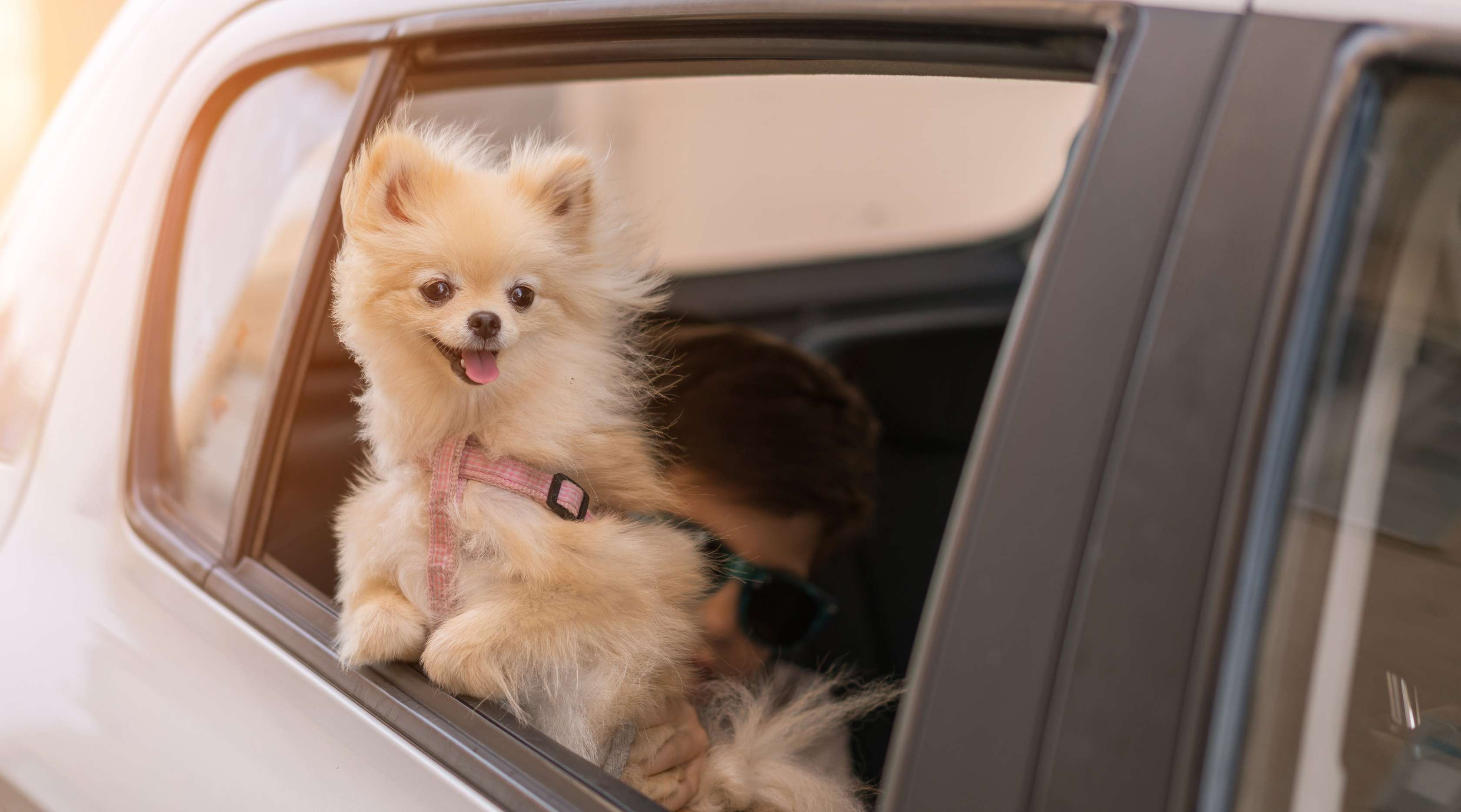 Hund im Auto - Kleiner Spitzt schaut aus einem Autofenster