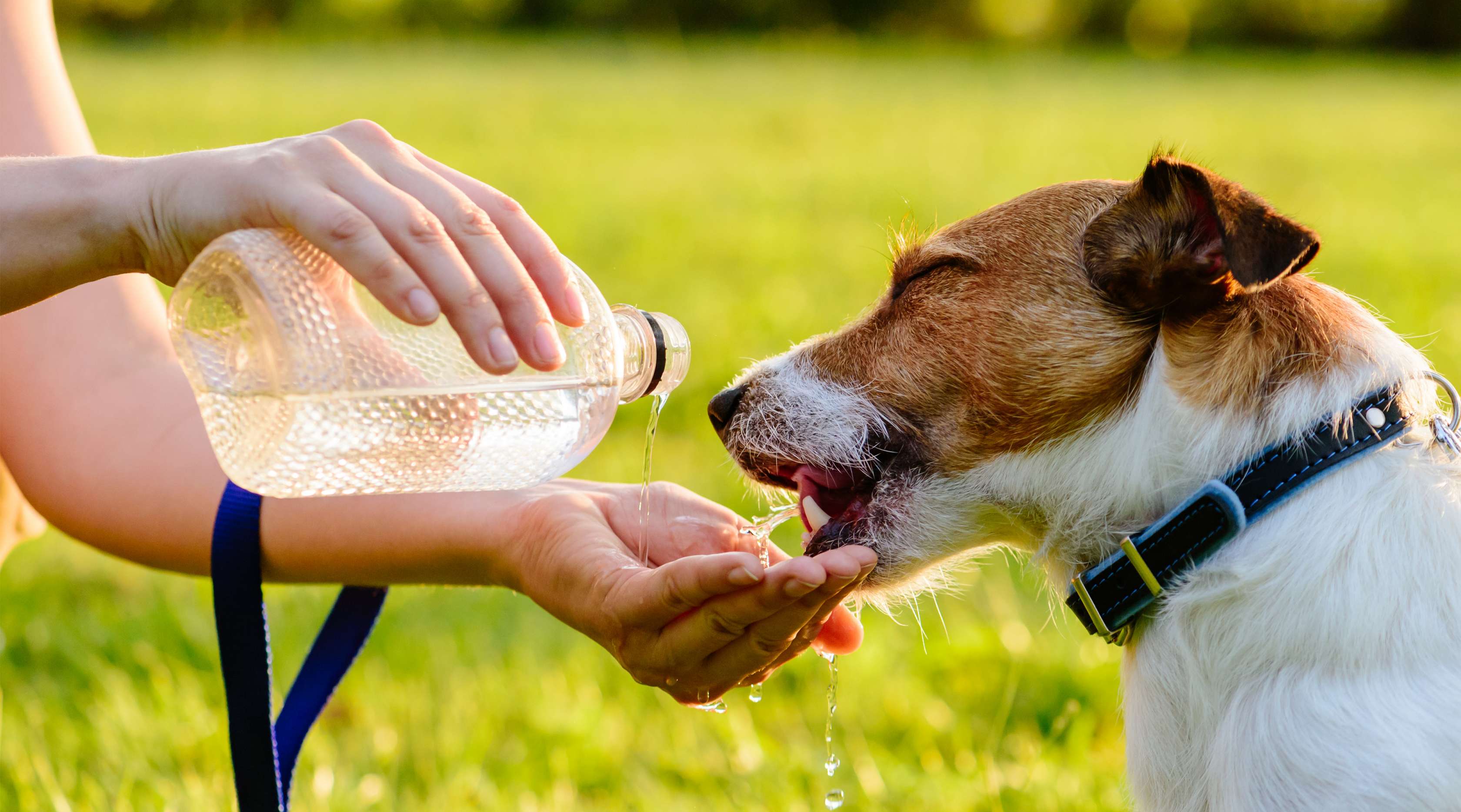Allianz - Hundekrankenversicherung - Hund trinkt nicht: Kleiner Terrier trinkt aus der Hand einer Person, die eine Wasserflasche in die Hand ausleert