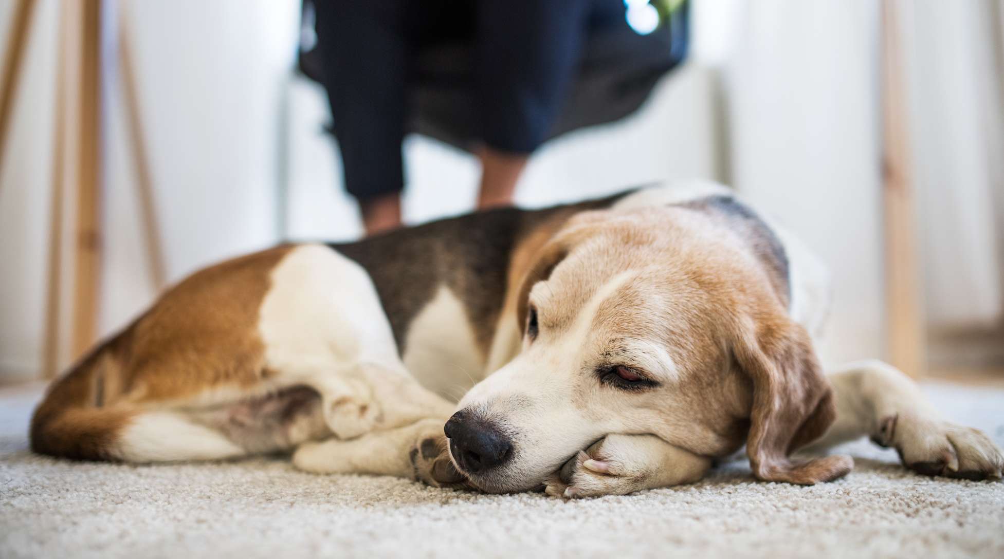 Allianz - Arthrose beim Hund: Hund liegt unter einem Tisch auf dem Teppich