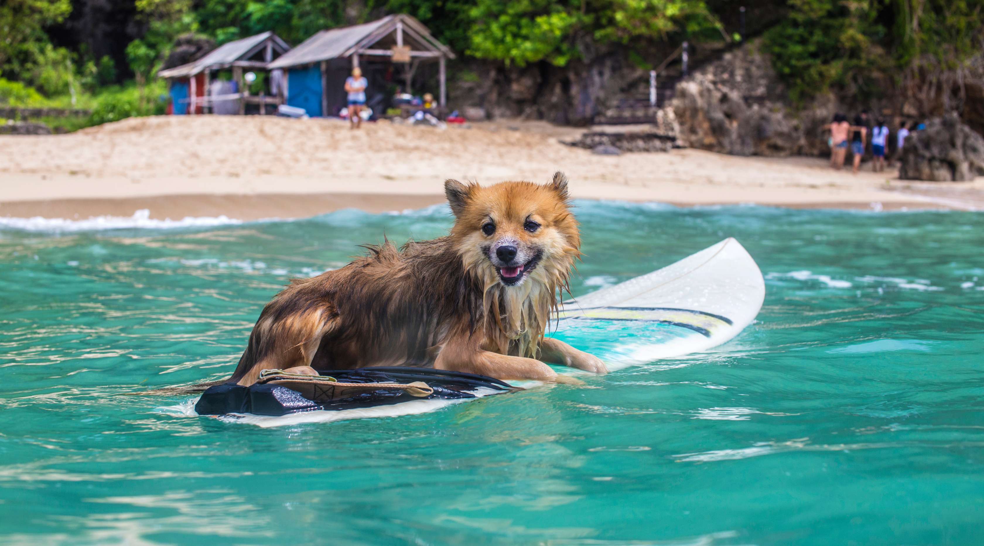 Allianz - Hund auf Surfbrett am Meer