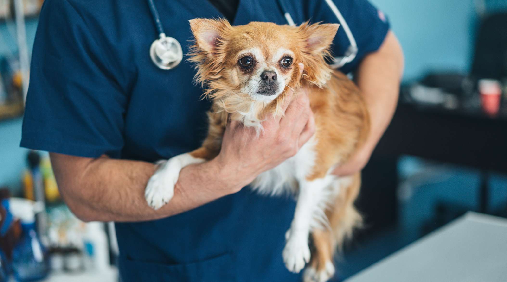 Ein Tierarzt hält einen braunen langhaar Chihuahua im Arm