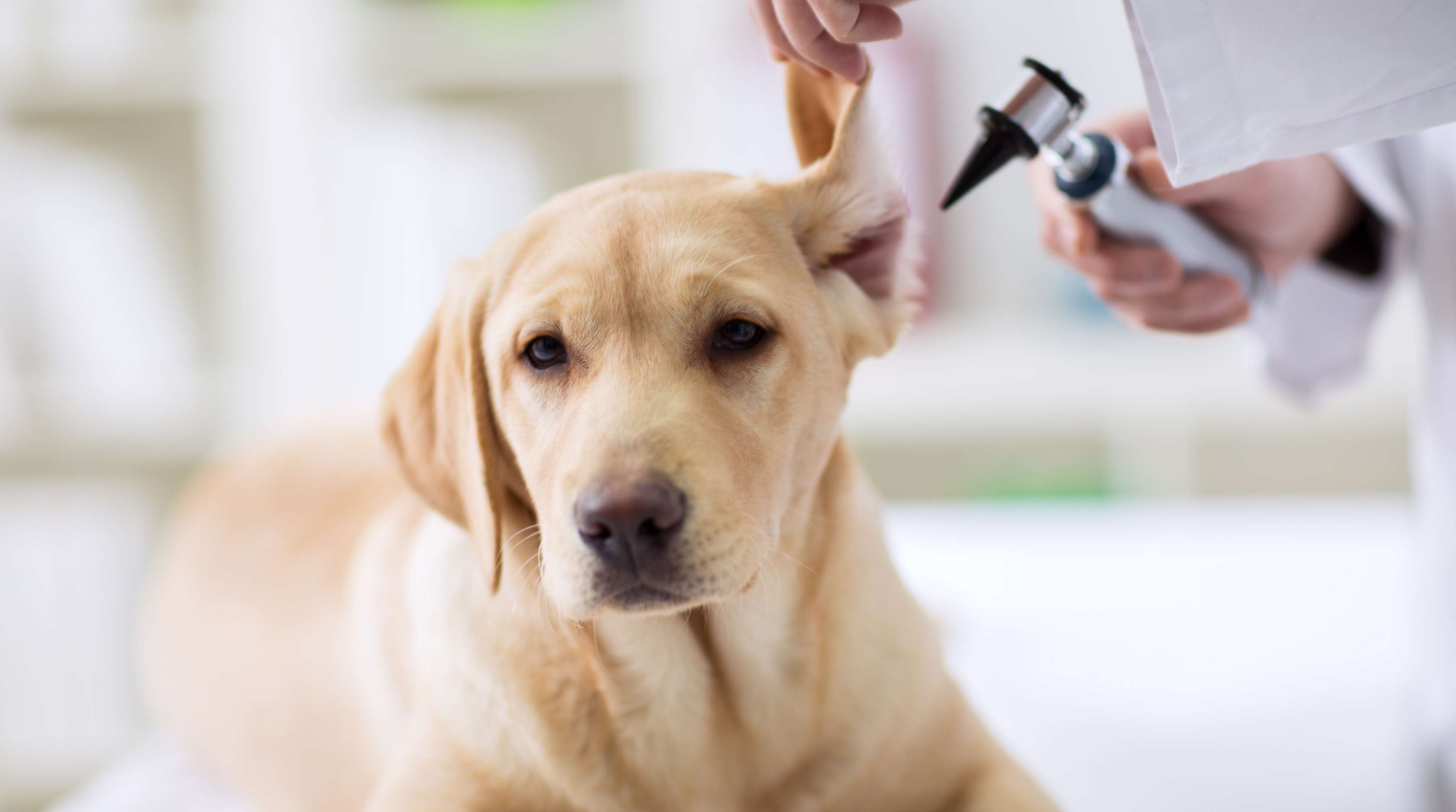 Allianz - Einem Hund werden die Ohren kontrolliert