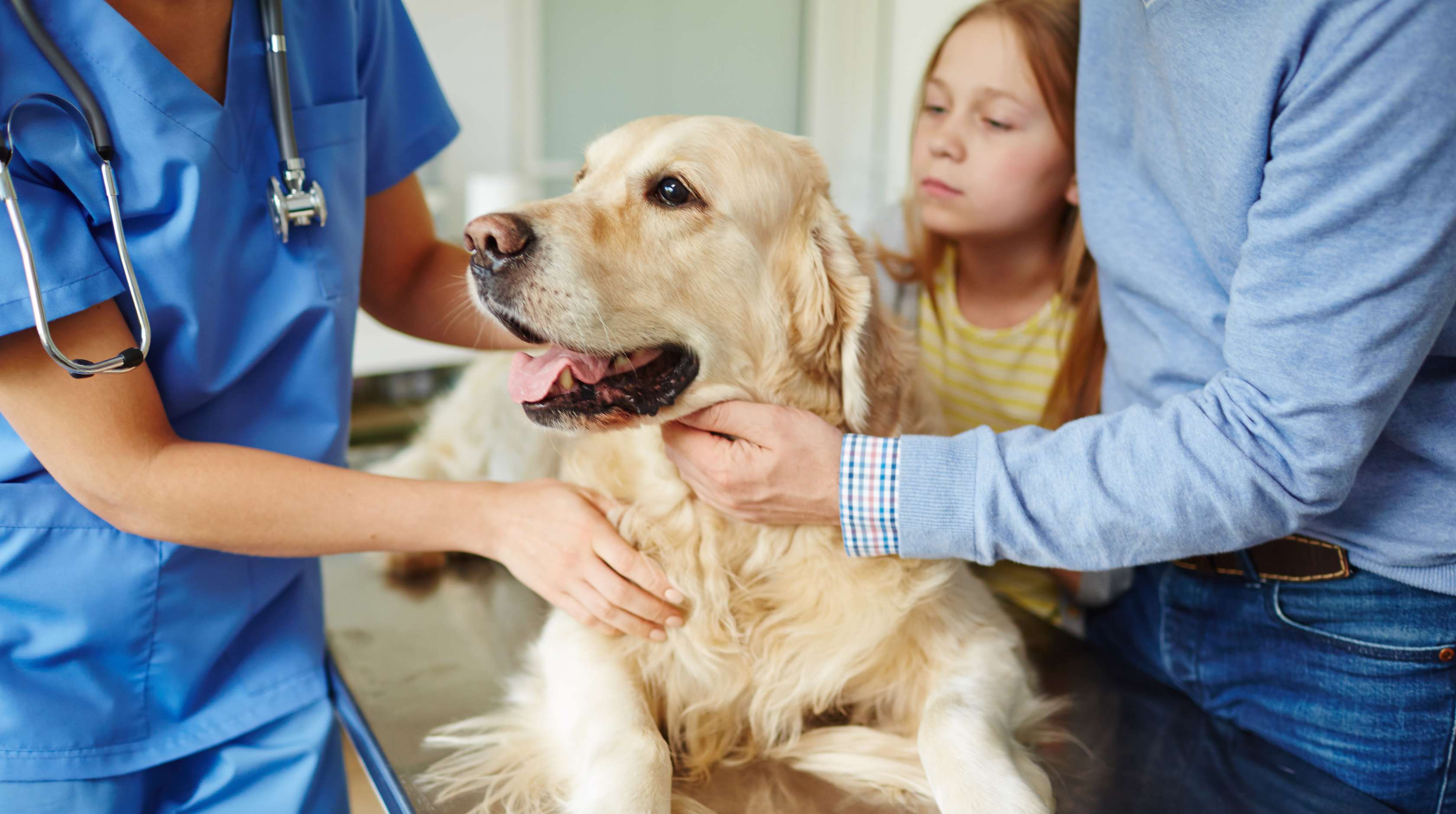 Hund wird auf einem Tierarzttisch von der Tierärztin und seinem Besitzer gehalten