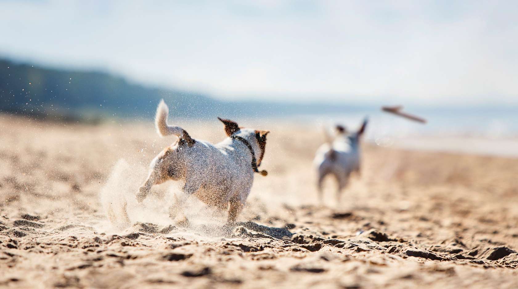 Allianz - Urlaub mit Hund: Hunde rennen über den Strand dem Stöckchen nach