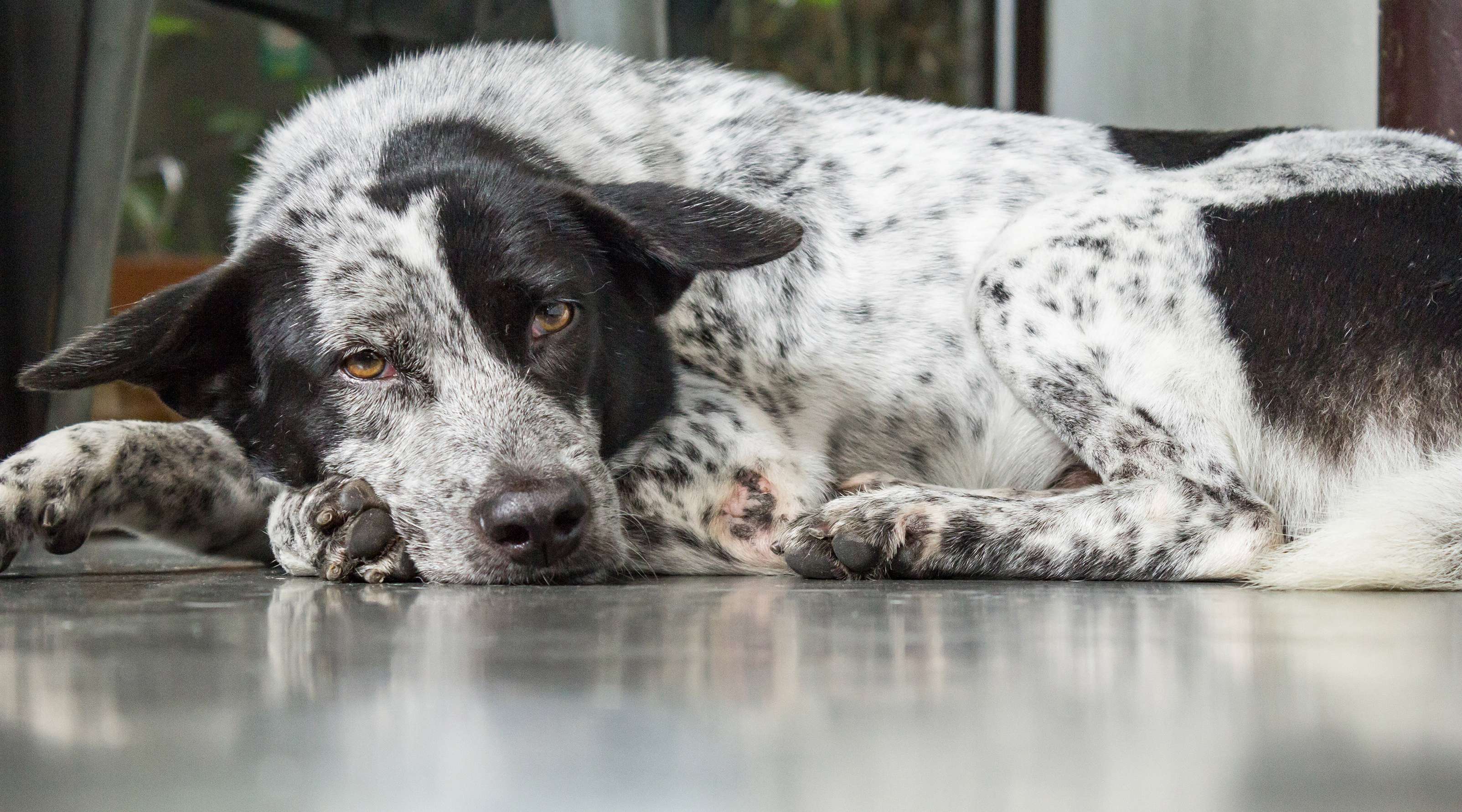 Allianz - Lebenserwartung Hunde: Ein älterer Hund liegt auf dem Boden