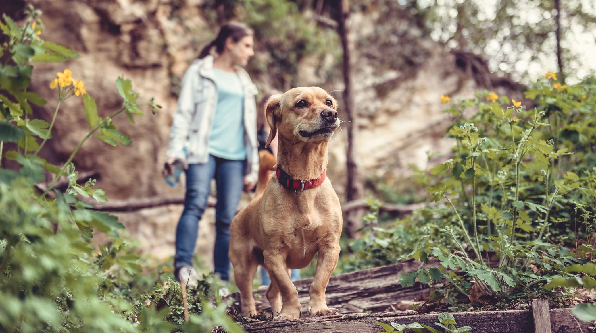 Allianz - Hundekrankenversicherung - Zecken: kleiner rotbrauner Hund steht im Wald und schaut interessiert
