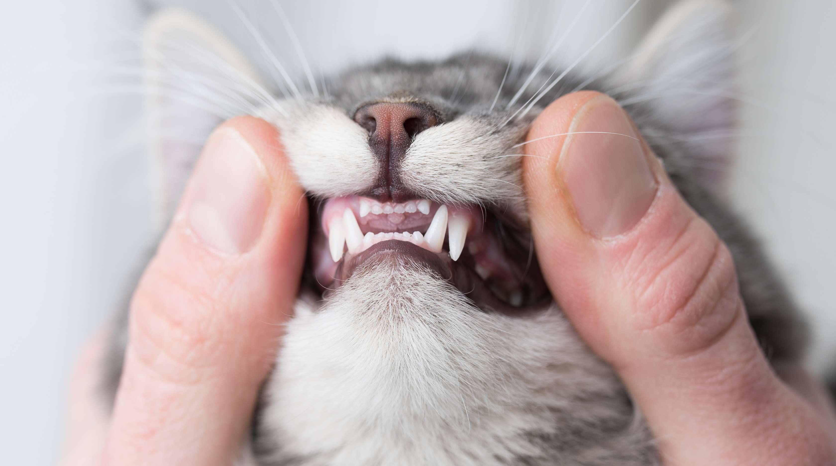  Allianz - Zahnkrankheit FORL bei der Katze erkennen
