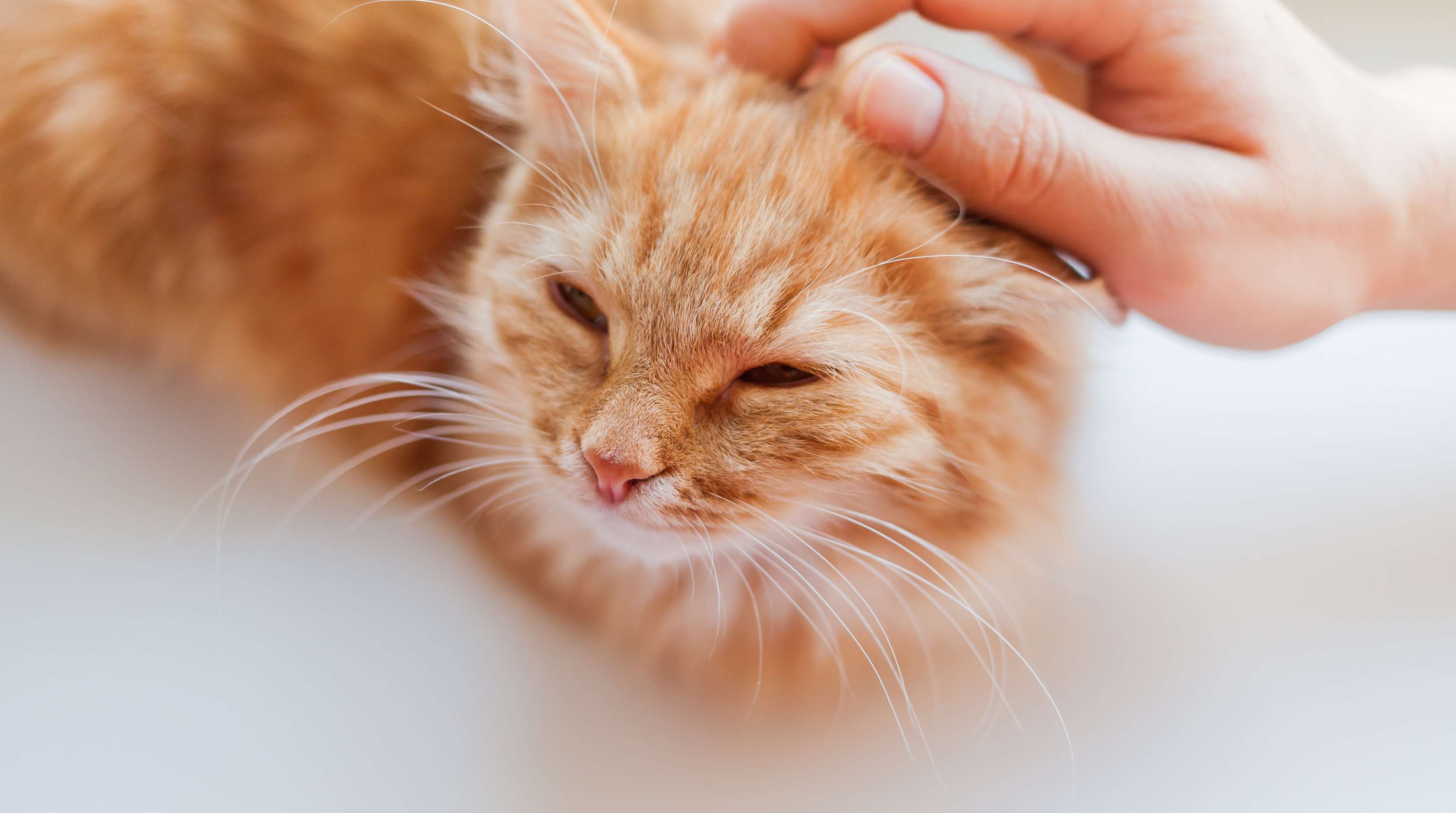 Allianz - Diagnose FIP: Kranke Katze liegt auf Behandlungstisch beim Tierarzt
