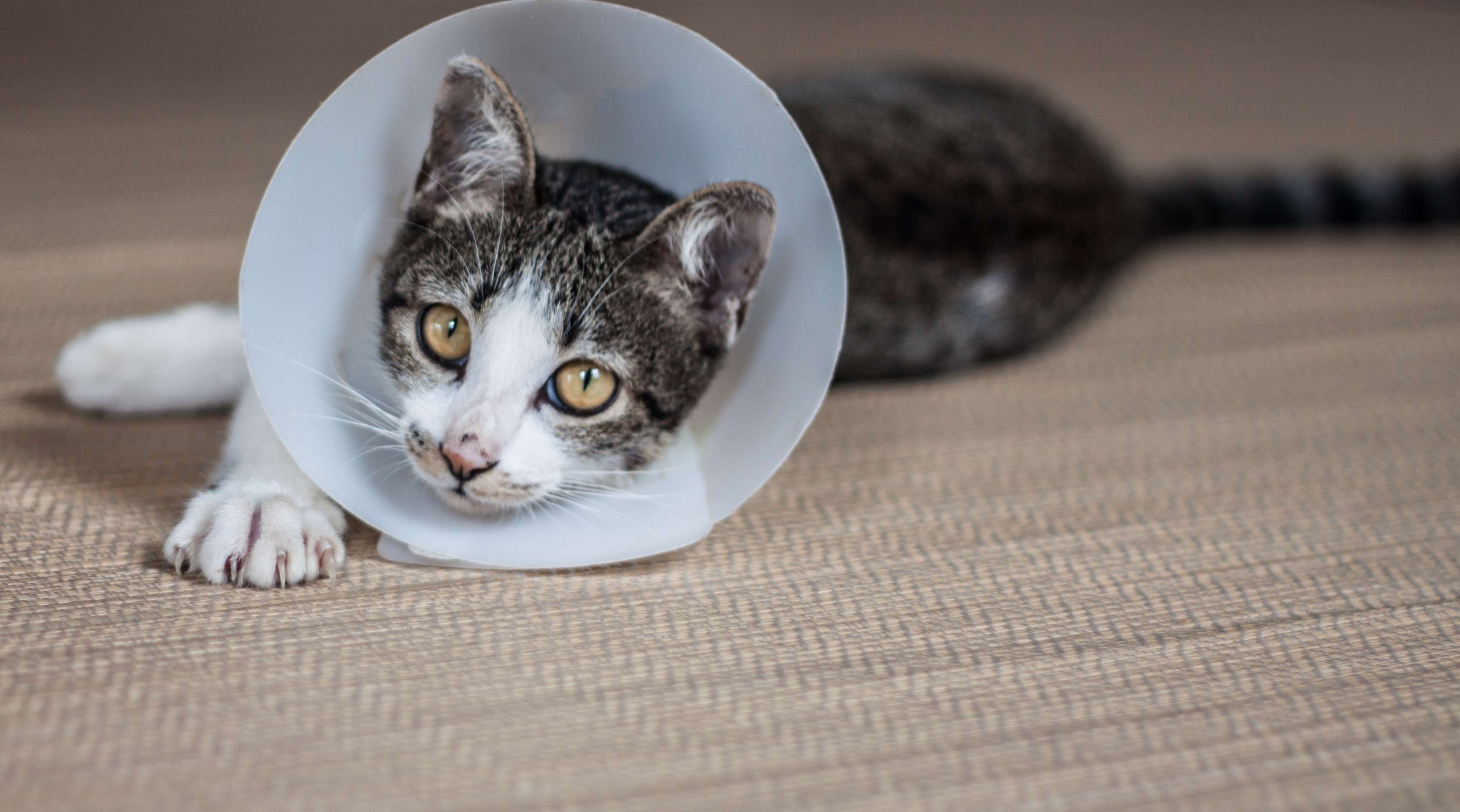 Allianz - Kranke Katze mit Halskrause liegt am Boden