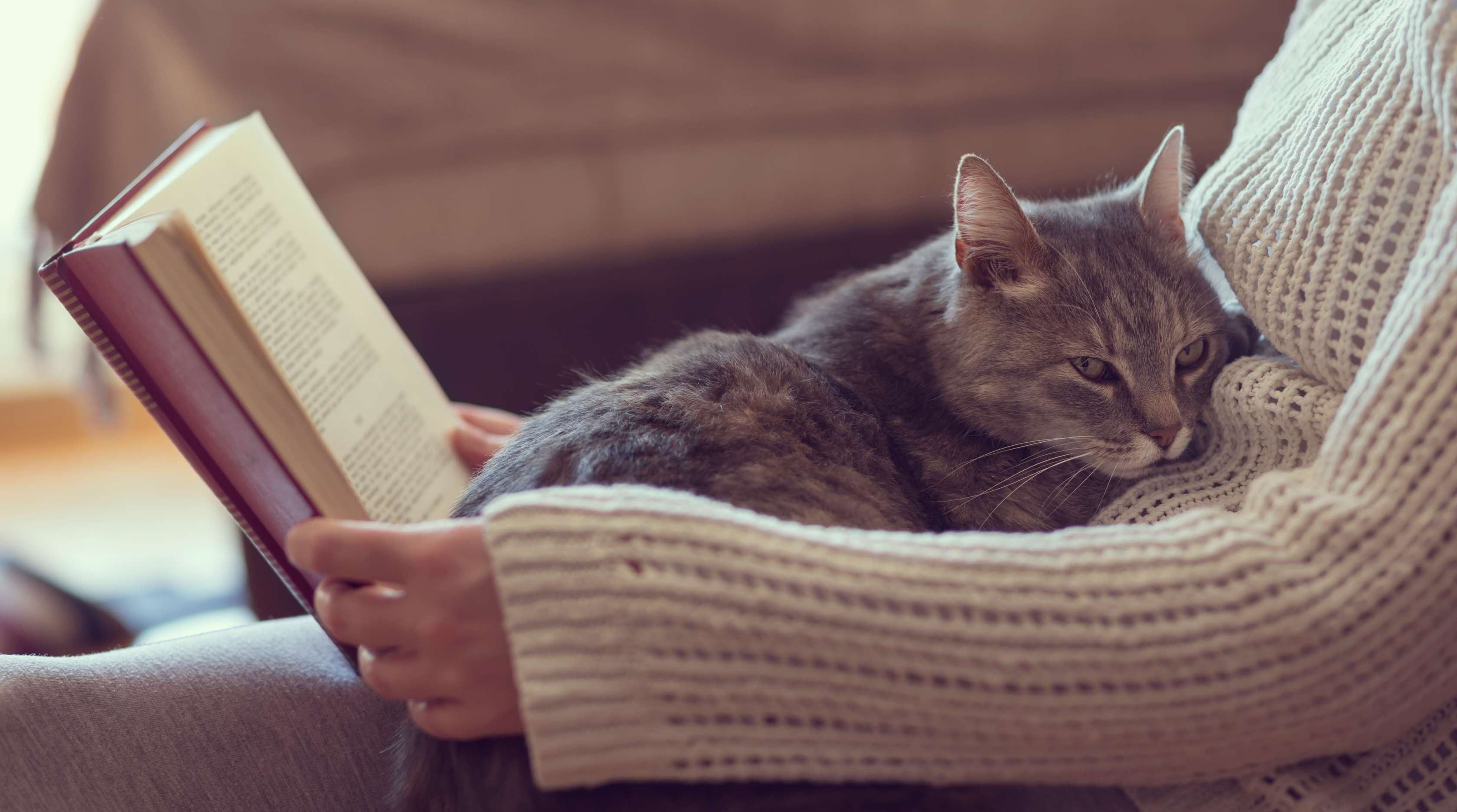 Allianz - Eine Katze liegt auf dem Schoß einer lesenden Person