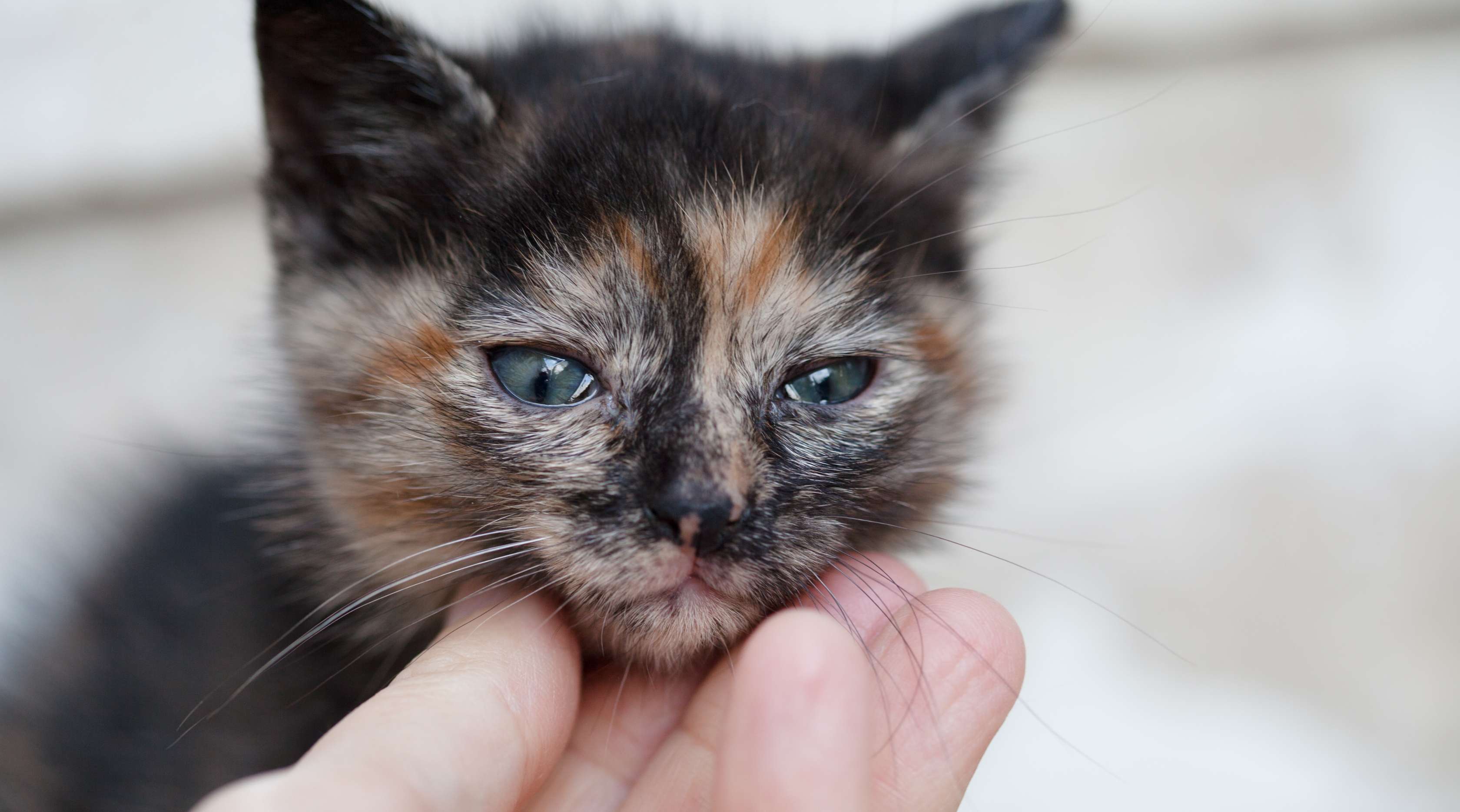  Allianz - Katzenschnupfen: Katze mit glasigen Augen