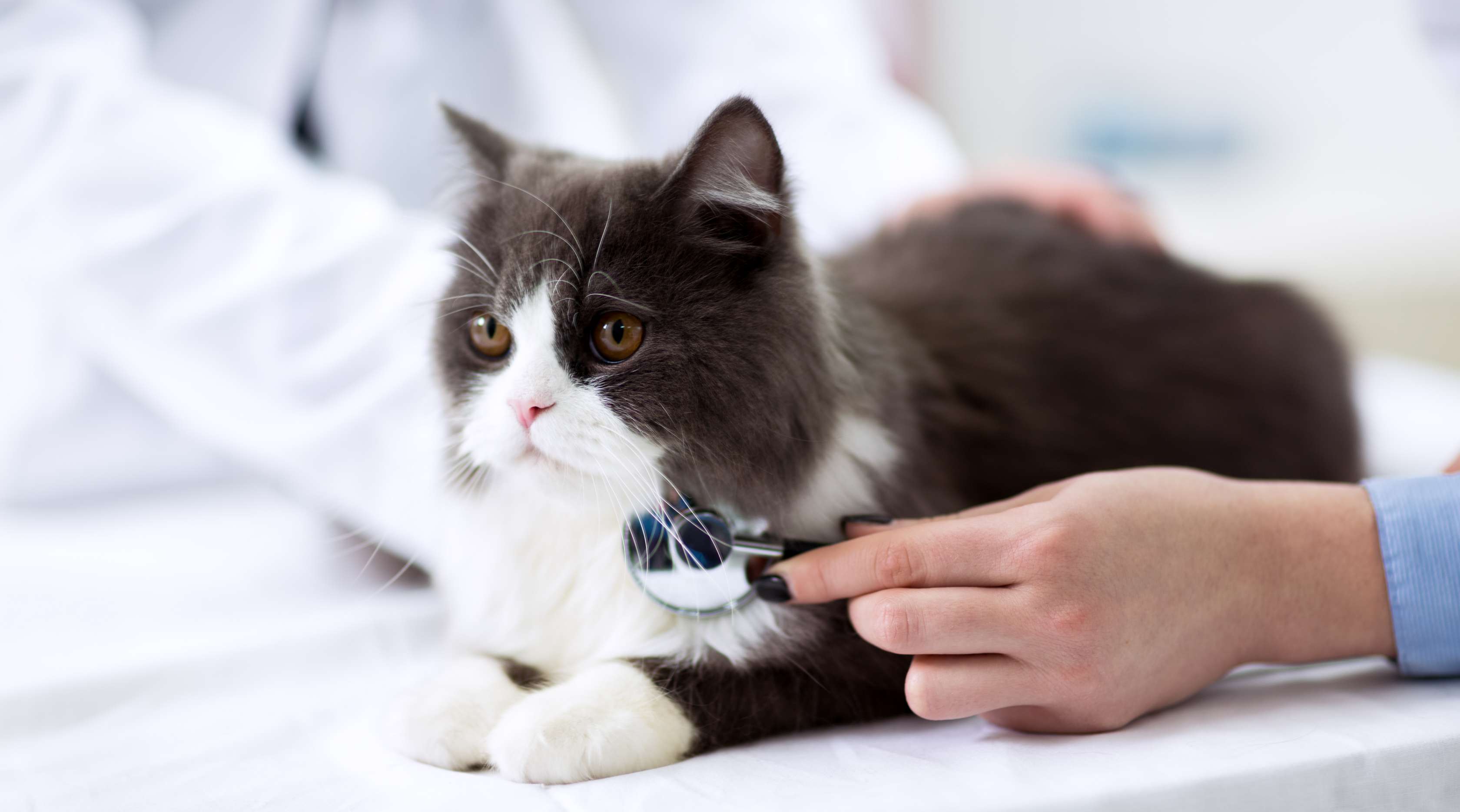 Allianz - Katze wird von Tierarzt abgehört