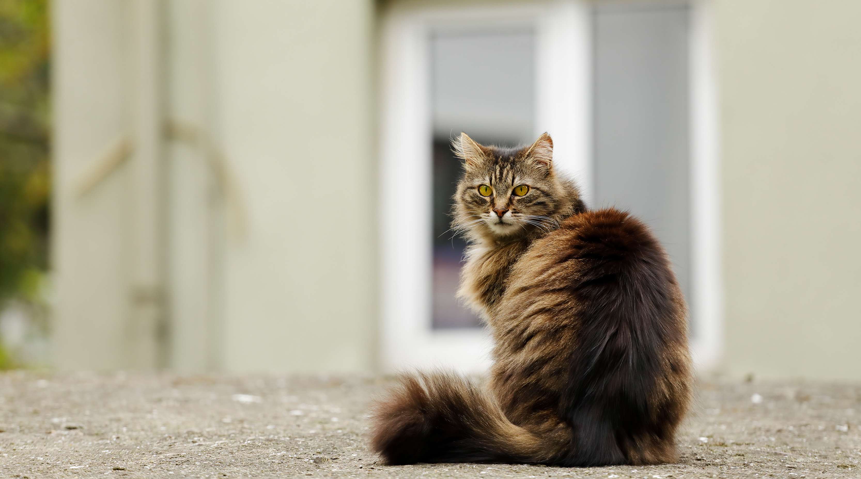 Allianz - Lebenserwartung von Katzen: Katze sitzt vor einer Terrassentür im Freien
