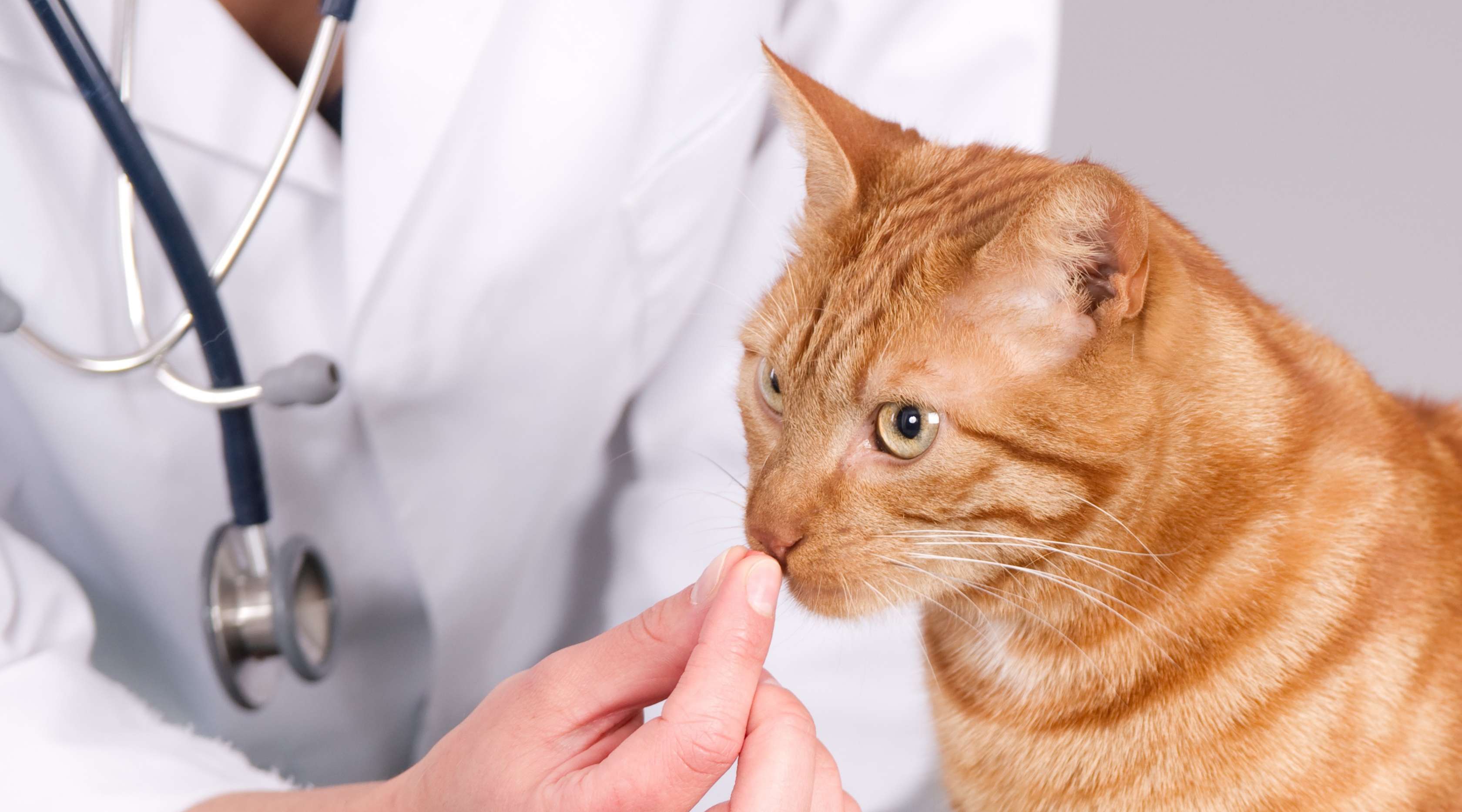 Allianz - Wurmkur Katze: Katze bekommt eine Tablette vom Tierarzt
