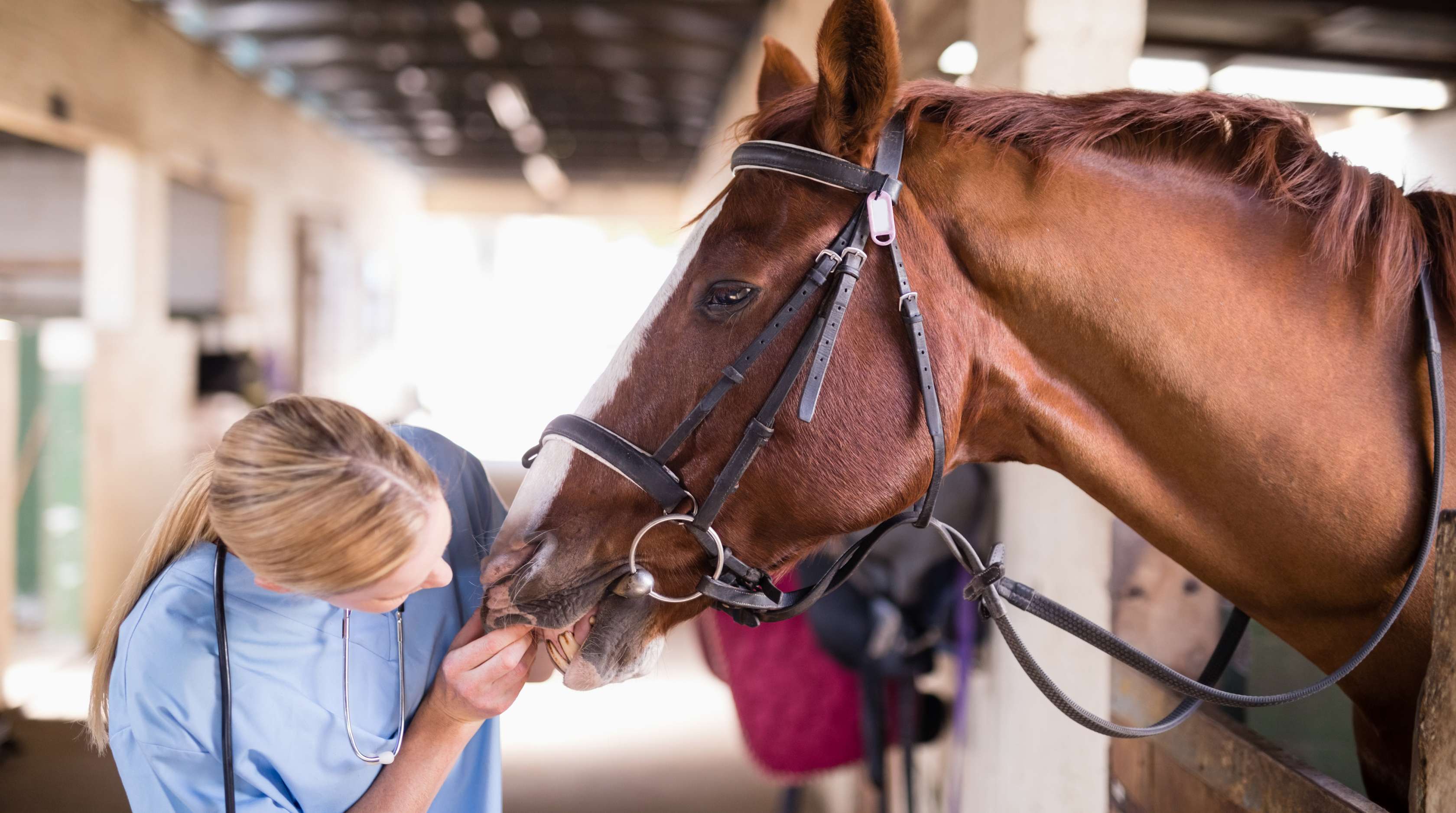 Allianz - Pferdekrankenversicherung - Ankaufsuntersuchung: Tierärztin schaut in Maul eines Pferdes