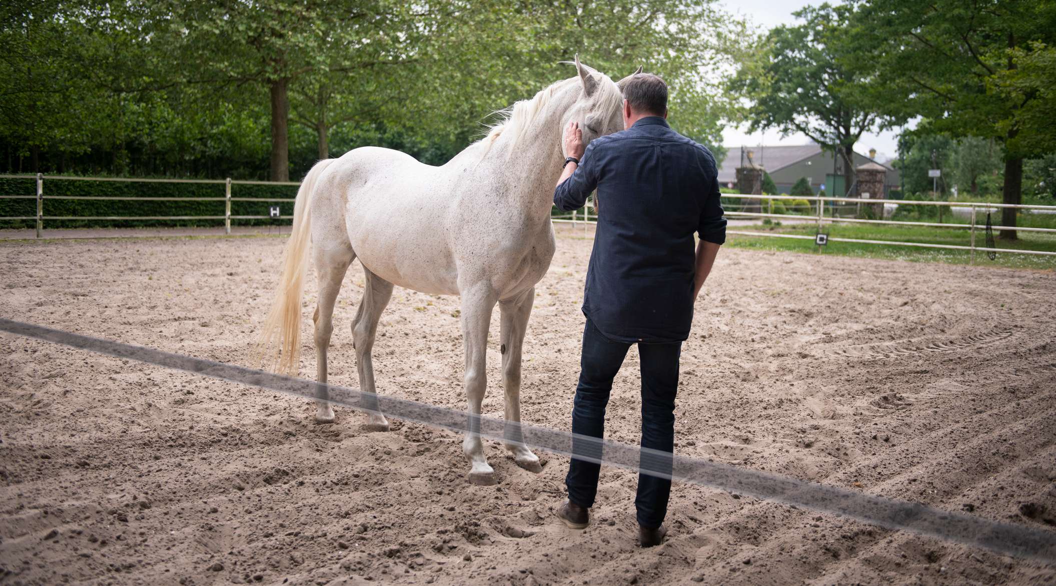 Allianz - Pferd Bodenarbeit: Pferd und Mann auf Augenhöhe