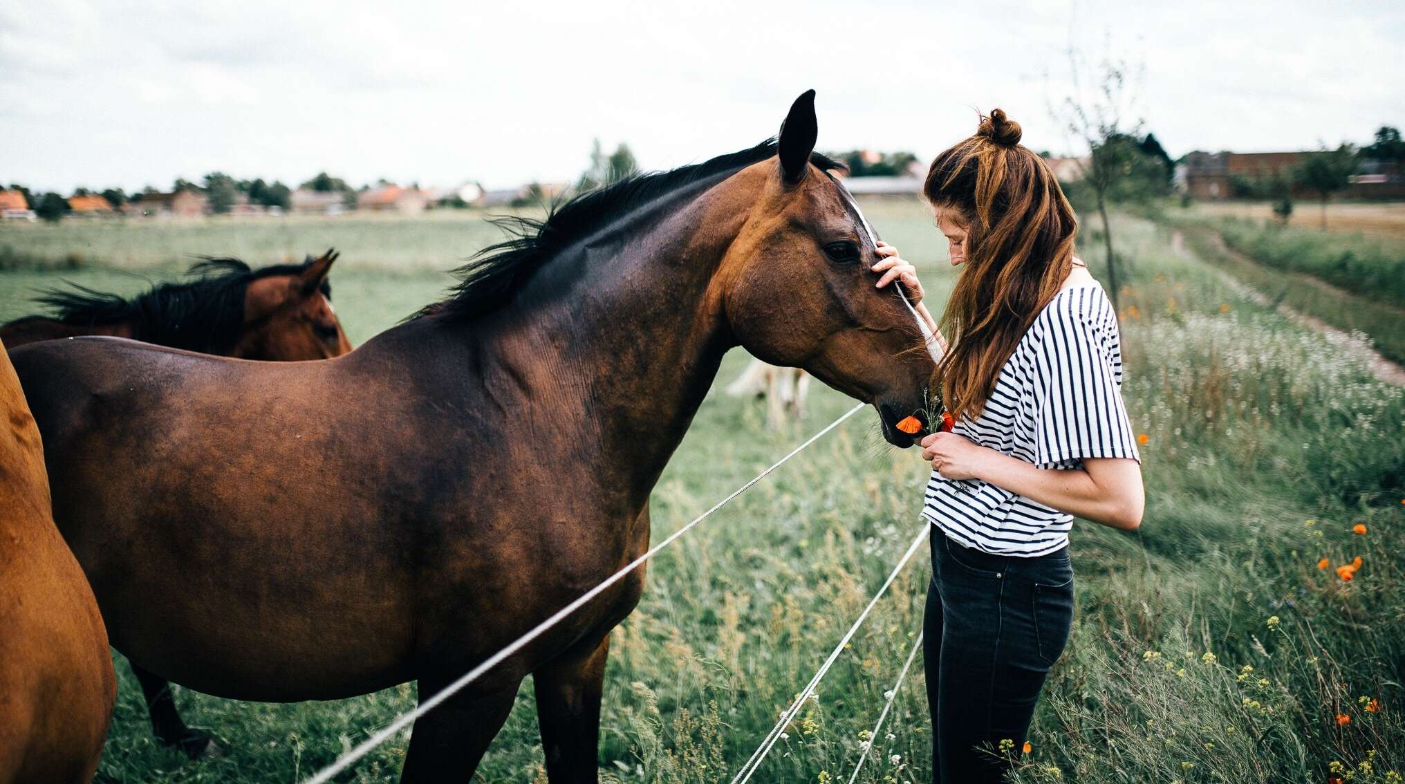 Allianz - Horsemanship: Frau mit Pferd und Mohnblumen auf Weide