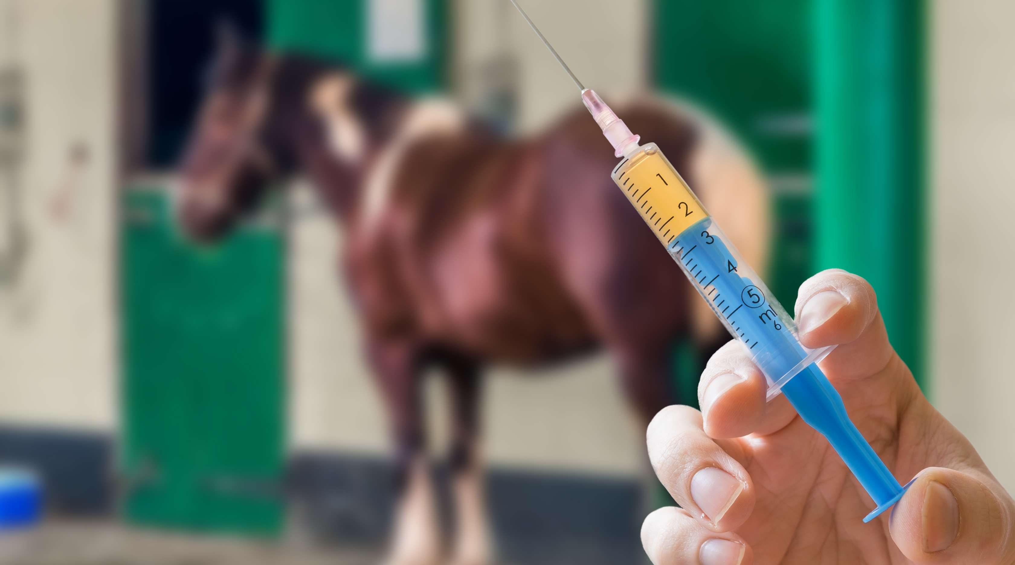 Allianz - Influenza Impfung Pferd: Ein Tierarzt nähert sich einem Pferd mit einer gefüllten Spritze.
