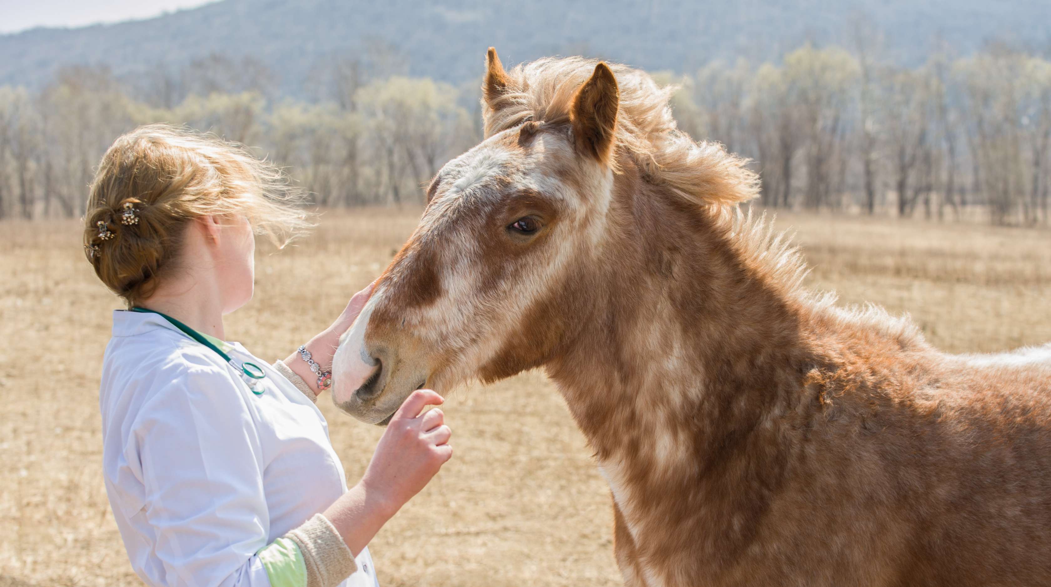 Sarkoid Pferd: Tieraerztin schaut sich den Kopf eines Pferdes an