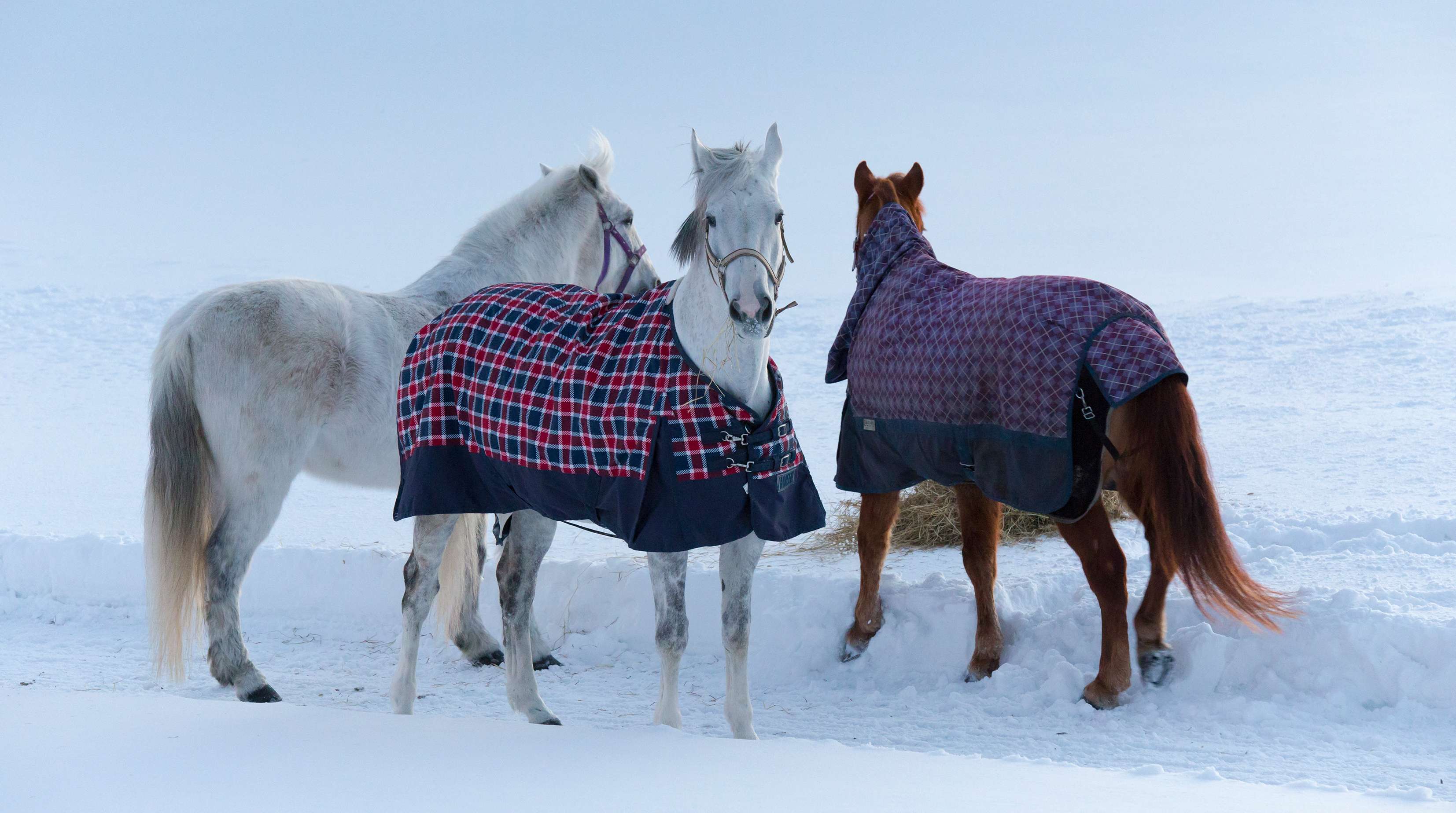Allianz - Drei Pferde im Schnee