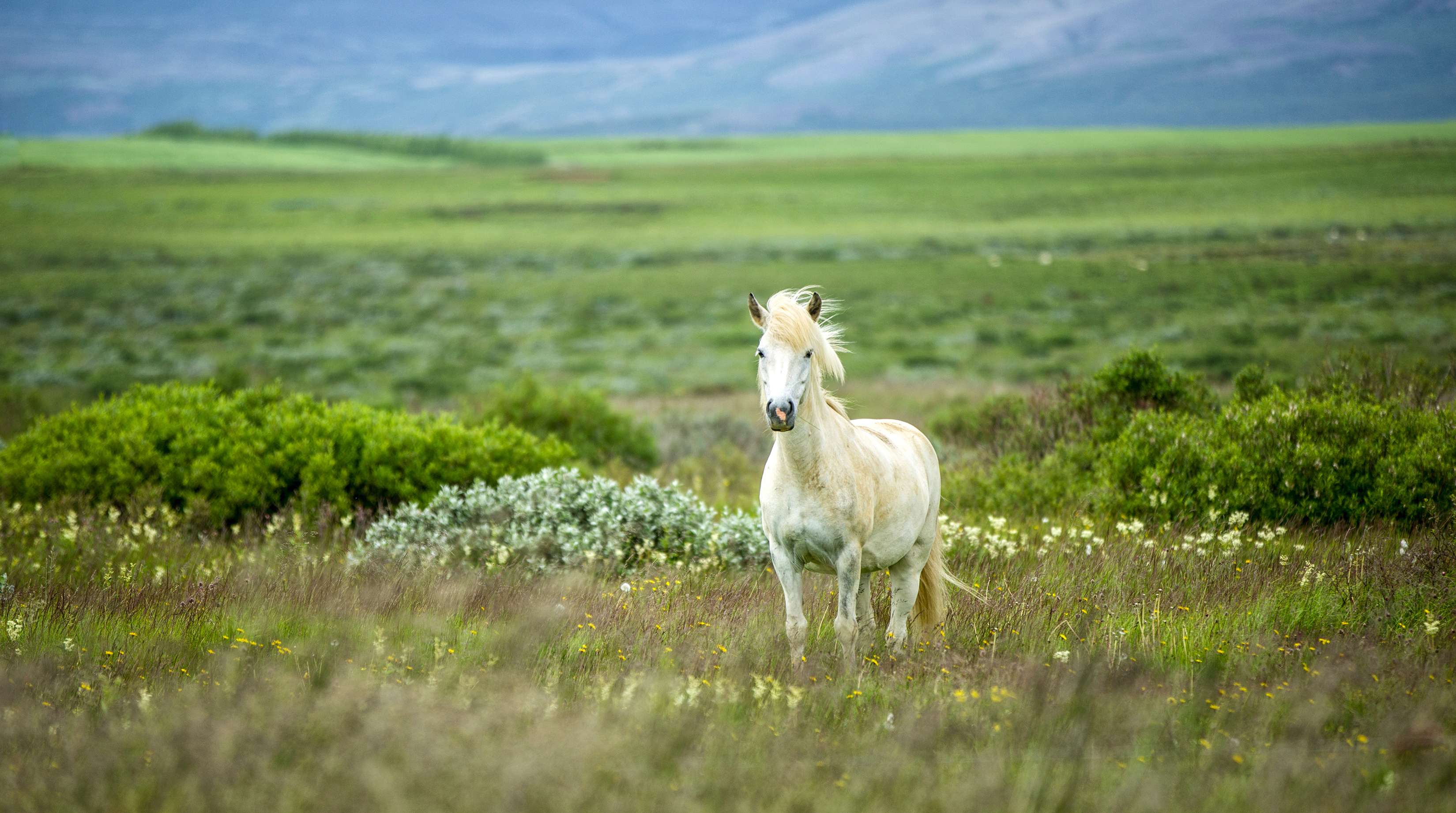 Allianz - Weißes Pferd auf grüner Wiese