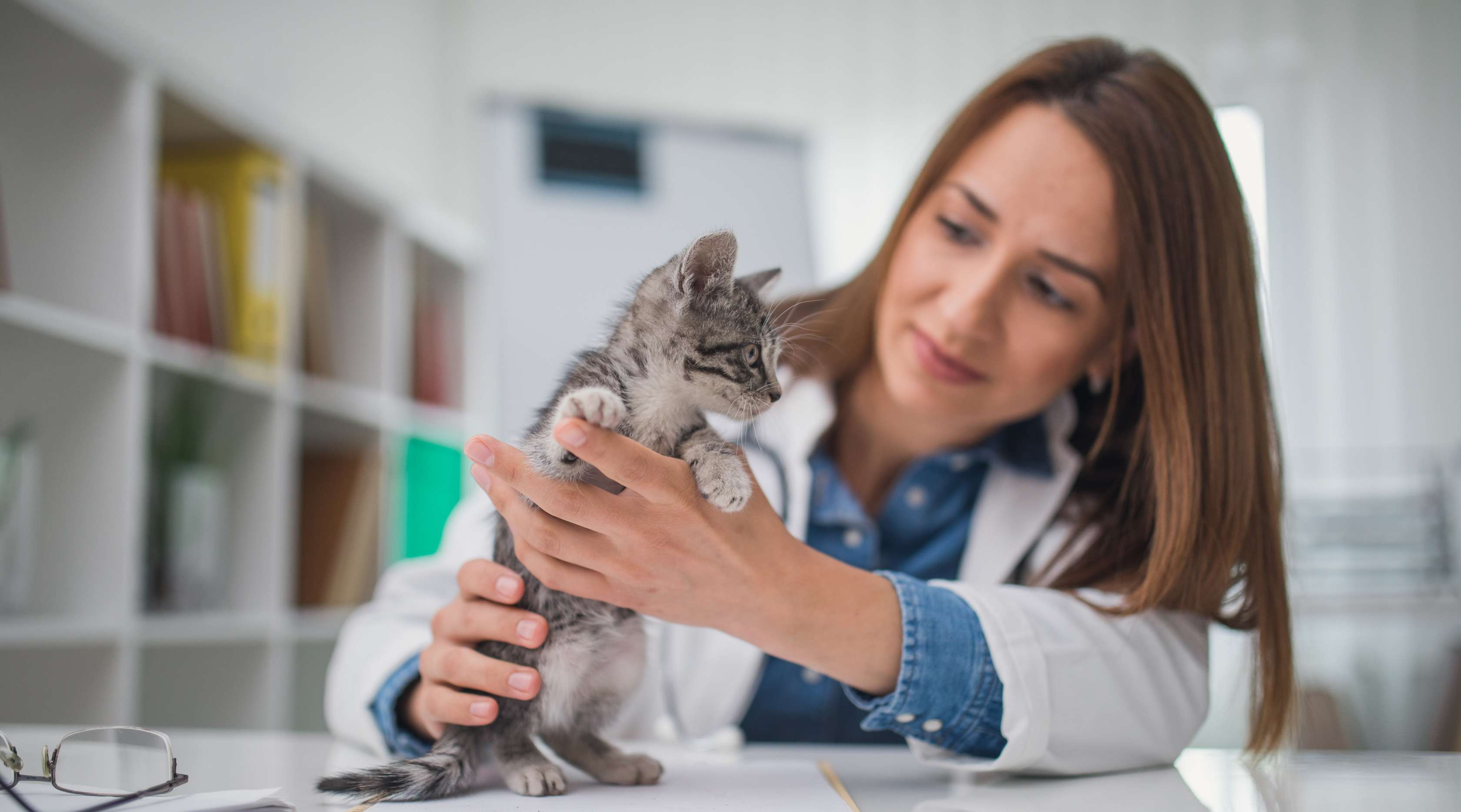 Eine Tierärztin untersucht eine kleine Katze