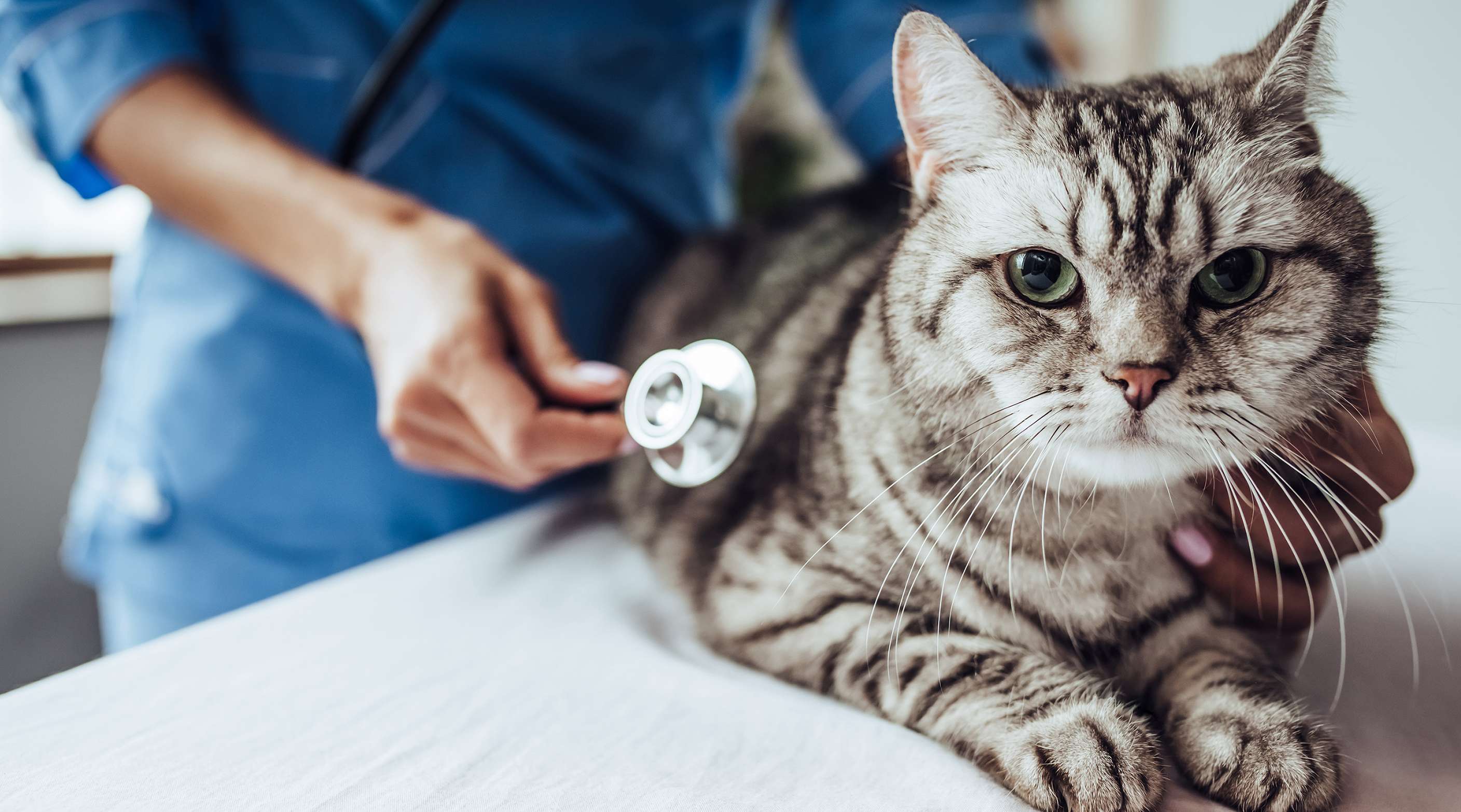 Allianz - Tierkrankenversicherung - Welcher Tierarzt: Grau-gestromte Katze wird vom Tierarzt abgehört