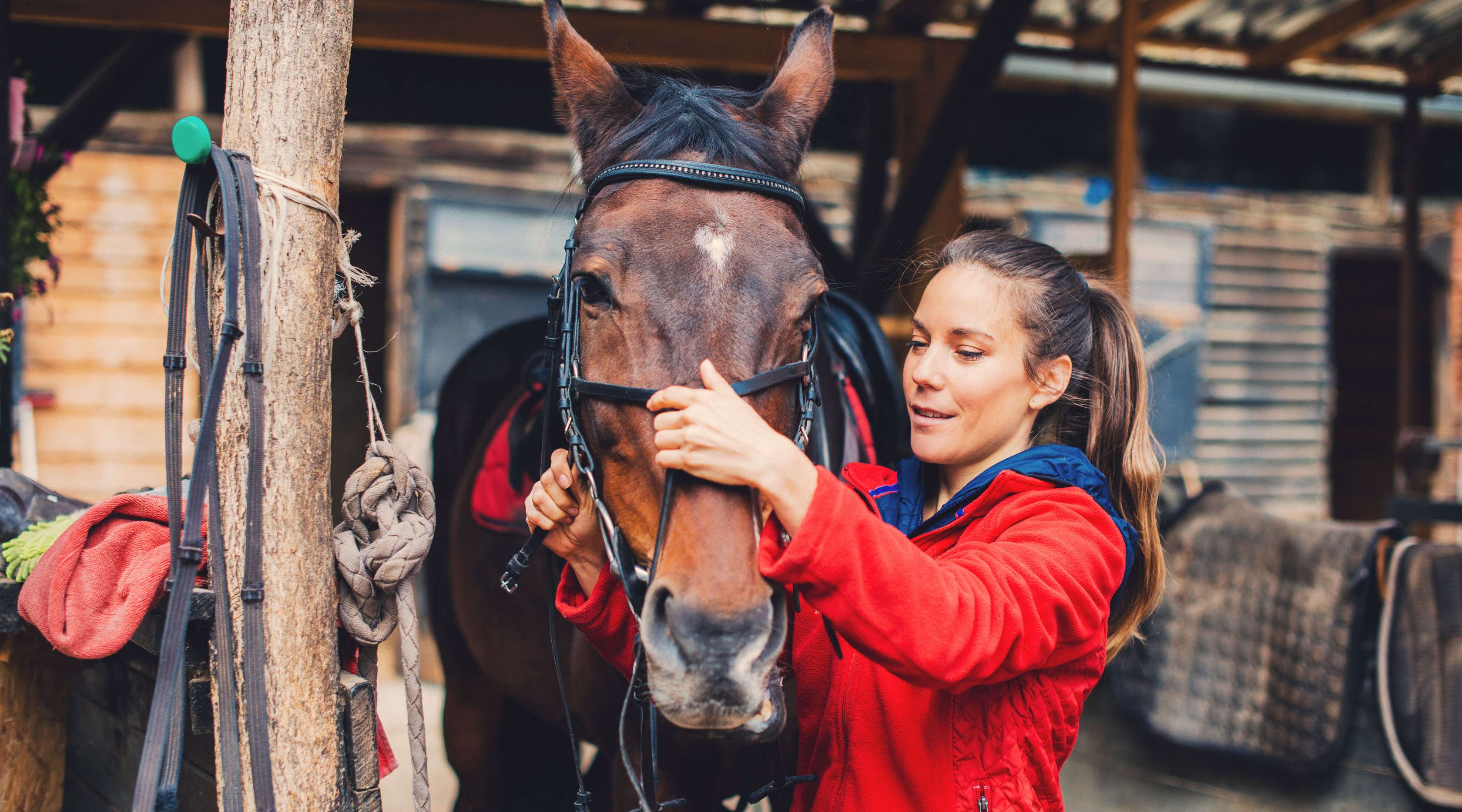 Junge Frau in roter Jacke trenst ein braunes Pferd auf