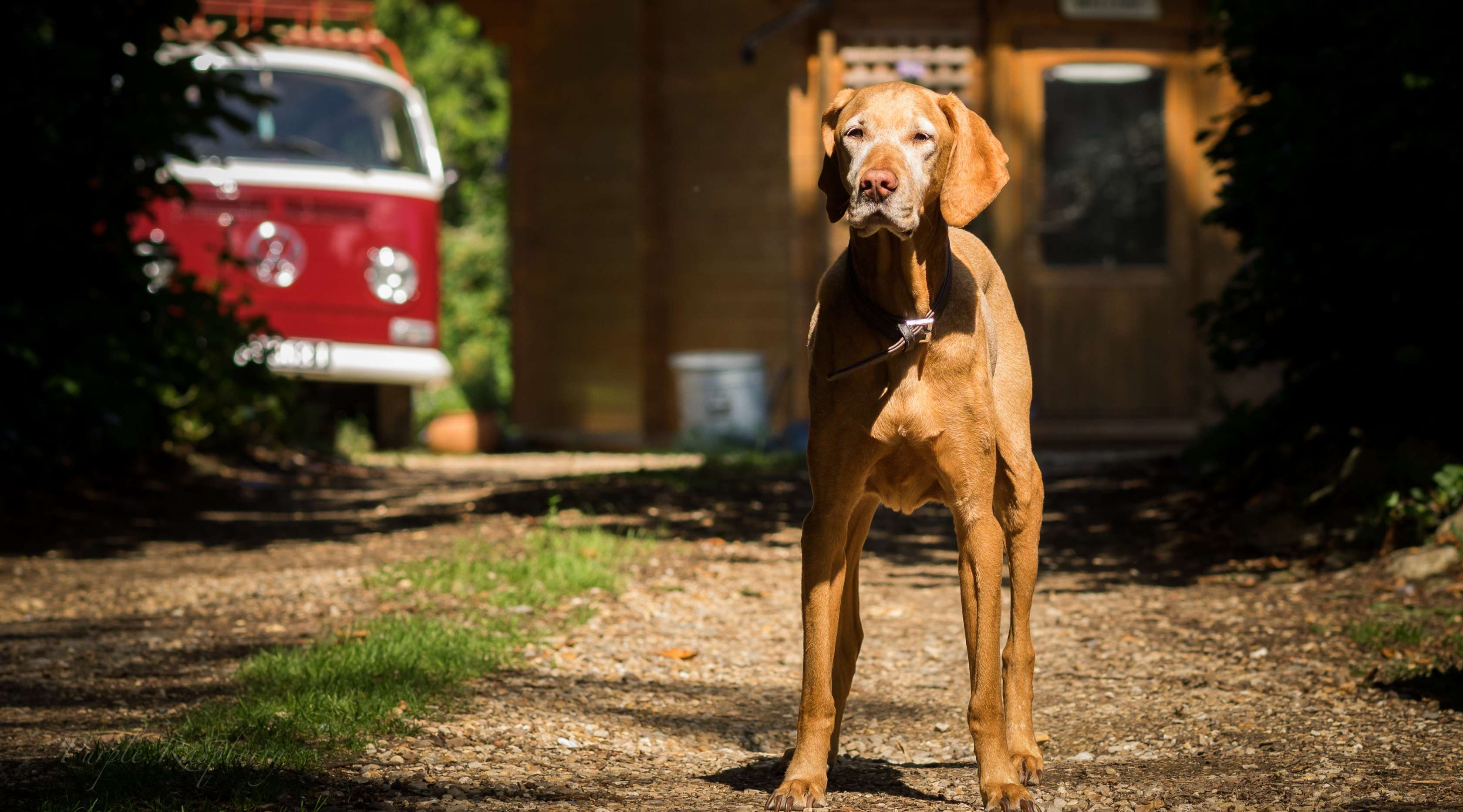 Einbruchschutz - Ein Wachhund steht in der Hauseinfahrt