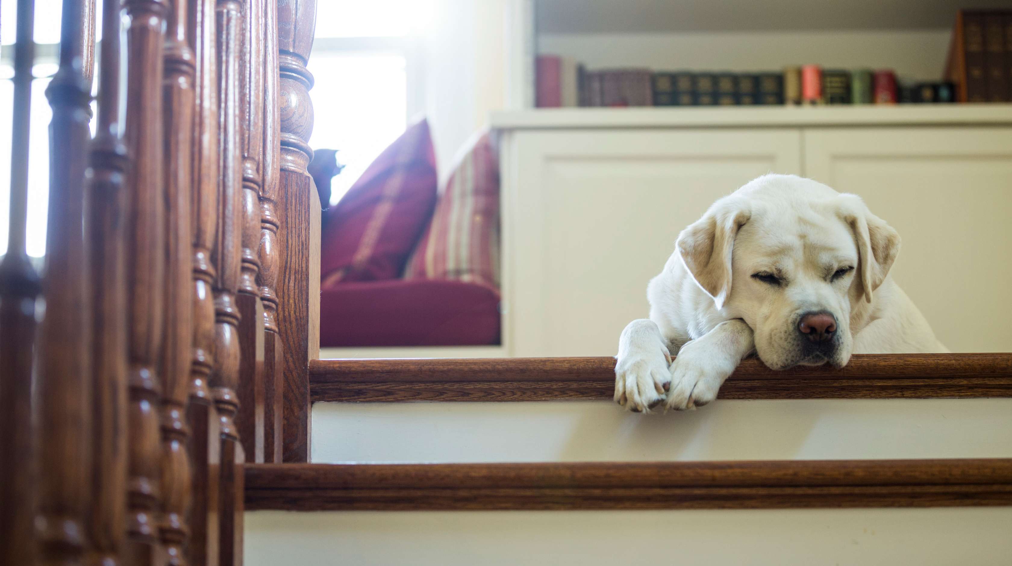Allianz - Hund alleine lassen: Hund liegt traurig auf Treppe.